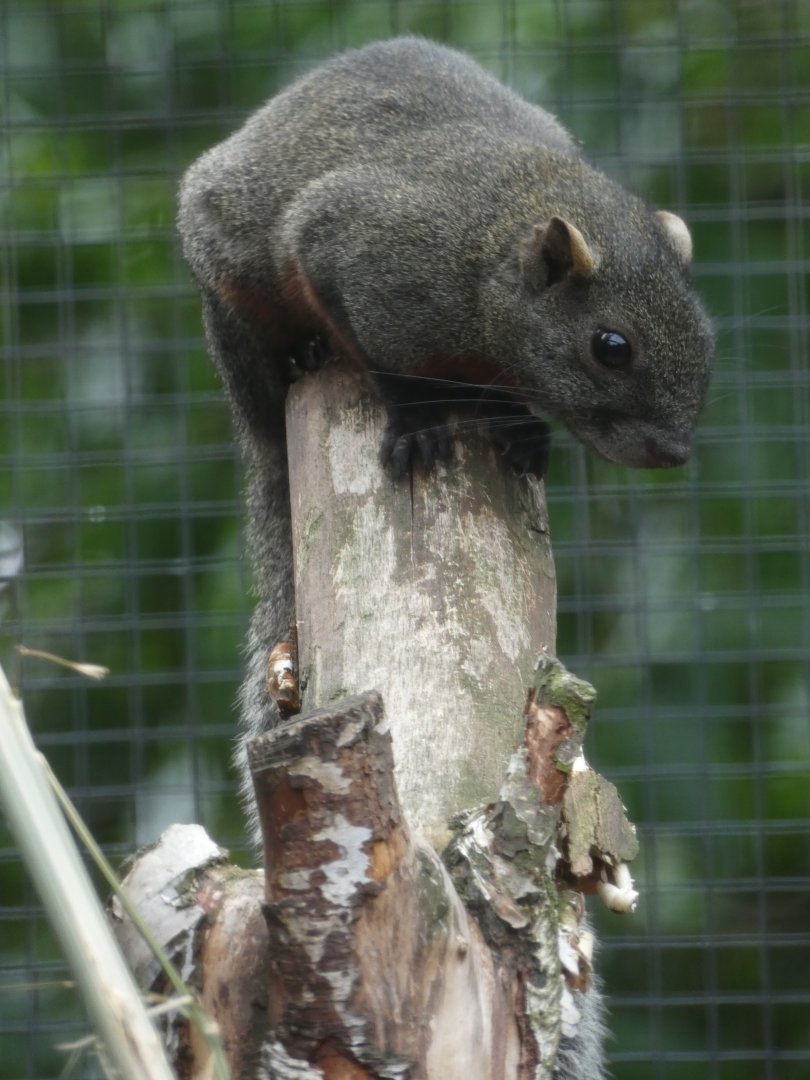 Pallas' Squirrel