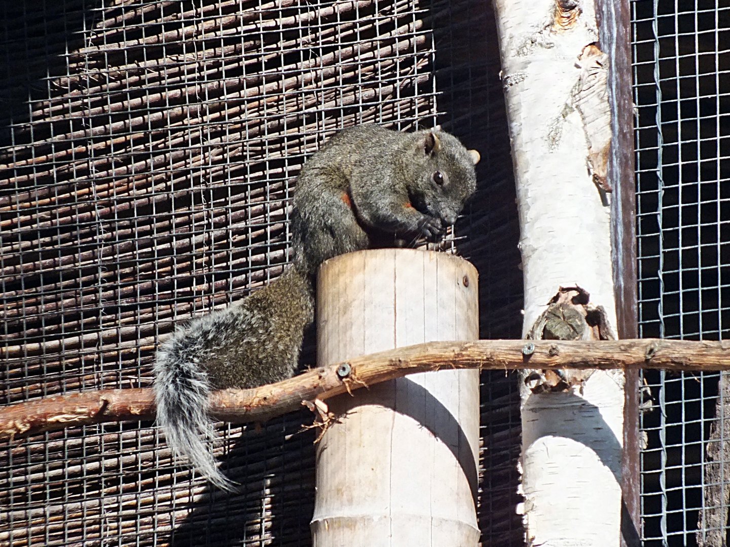 Pallas' squirrel