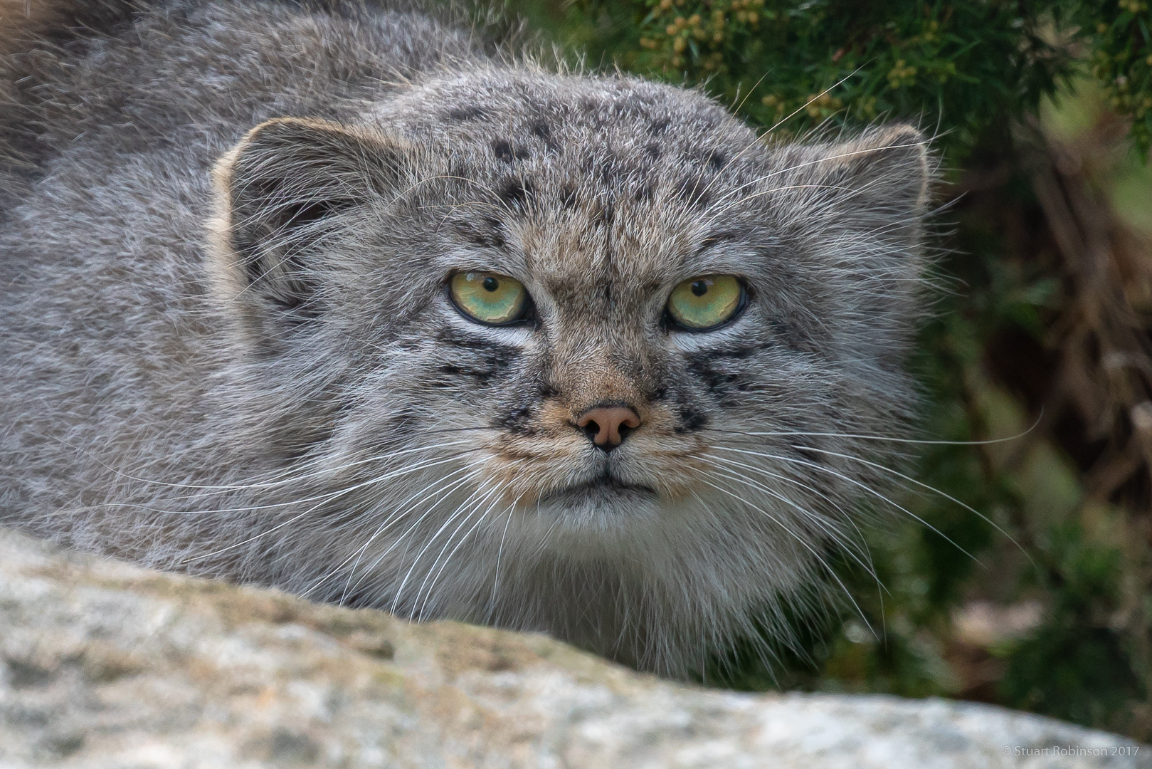 Pallas's Cat - 04/05/2018
