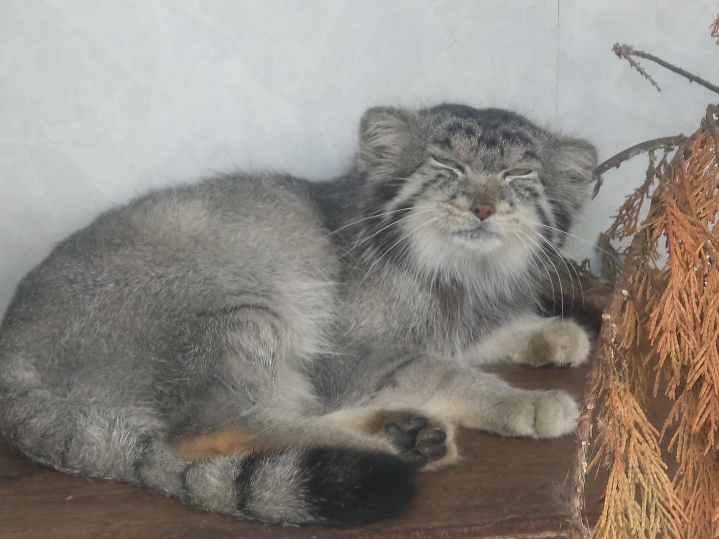 Pallas's Cat 2/8/23
