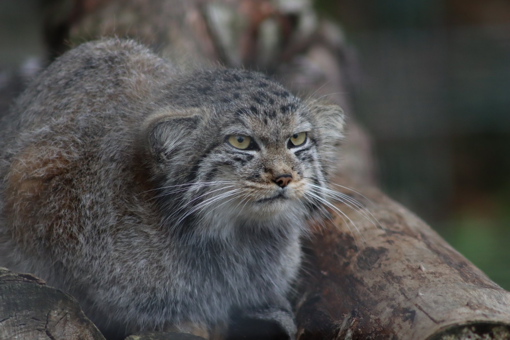 Pallas's Cat - 7 September 2020