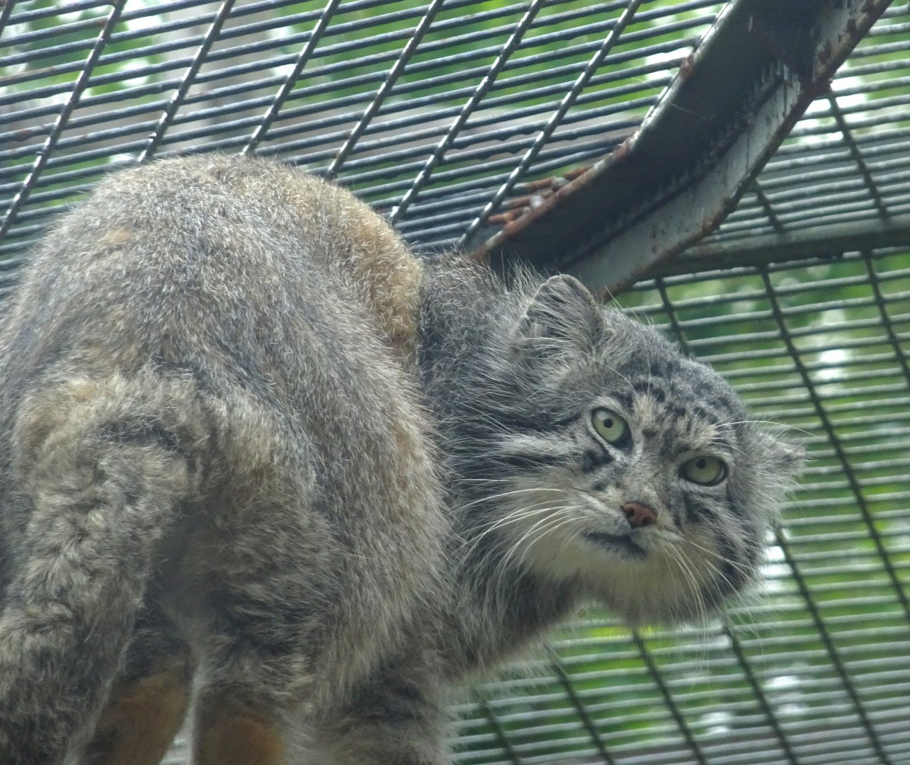 Pallas's Cat Akiko 19 May 2025