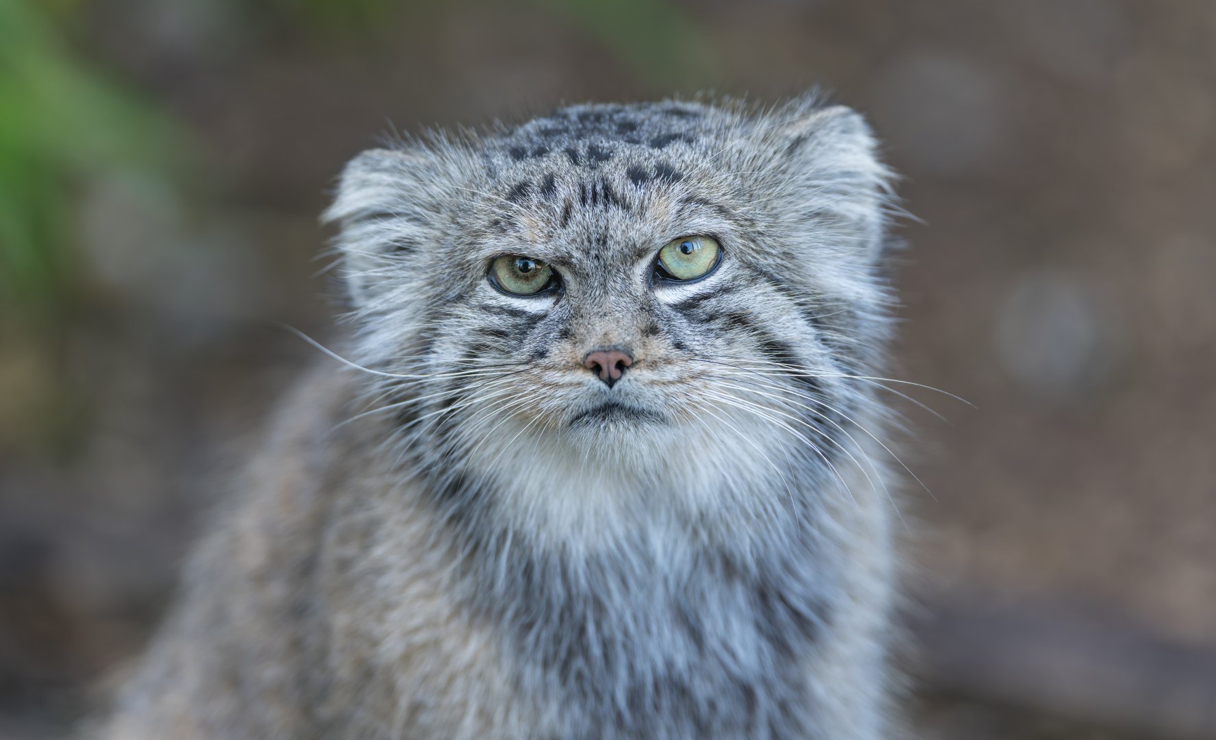 Pallas's Cat, Banham, UK