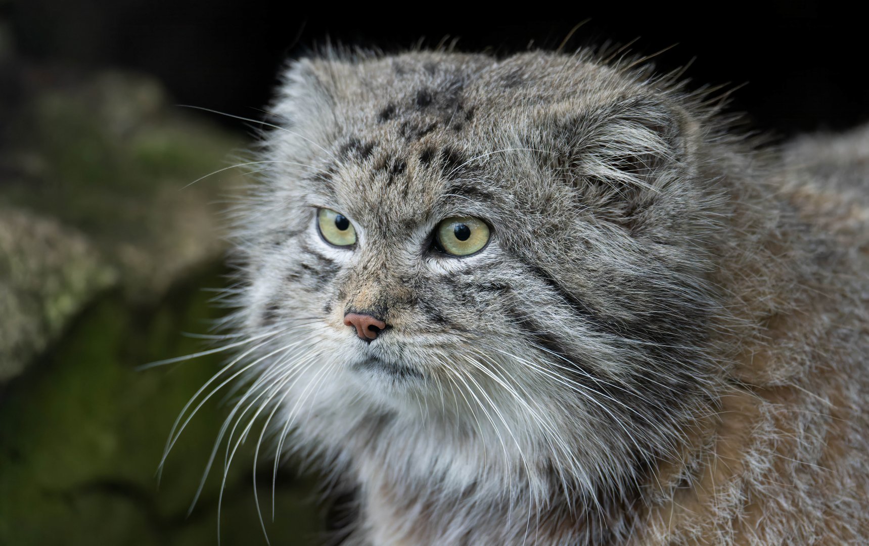 Pallas's cat, Banham zoo, UK