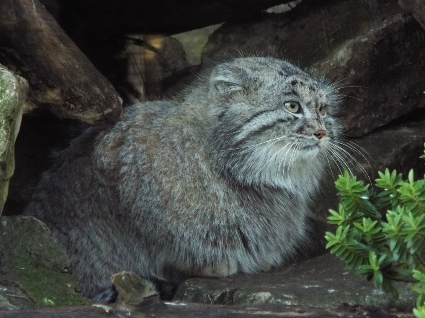 Pallas's Cat, Banham Zoo