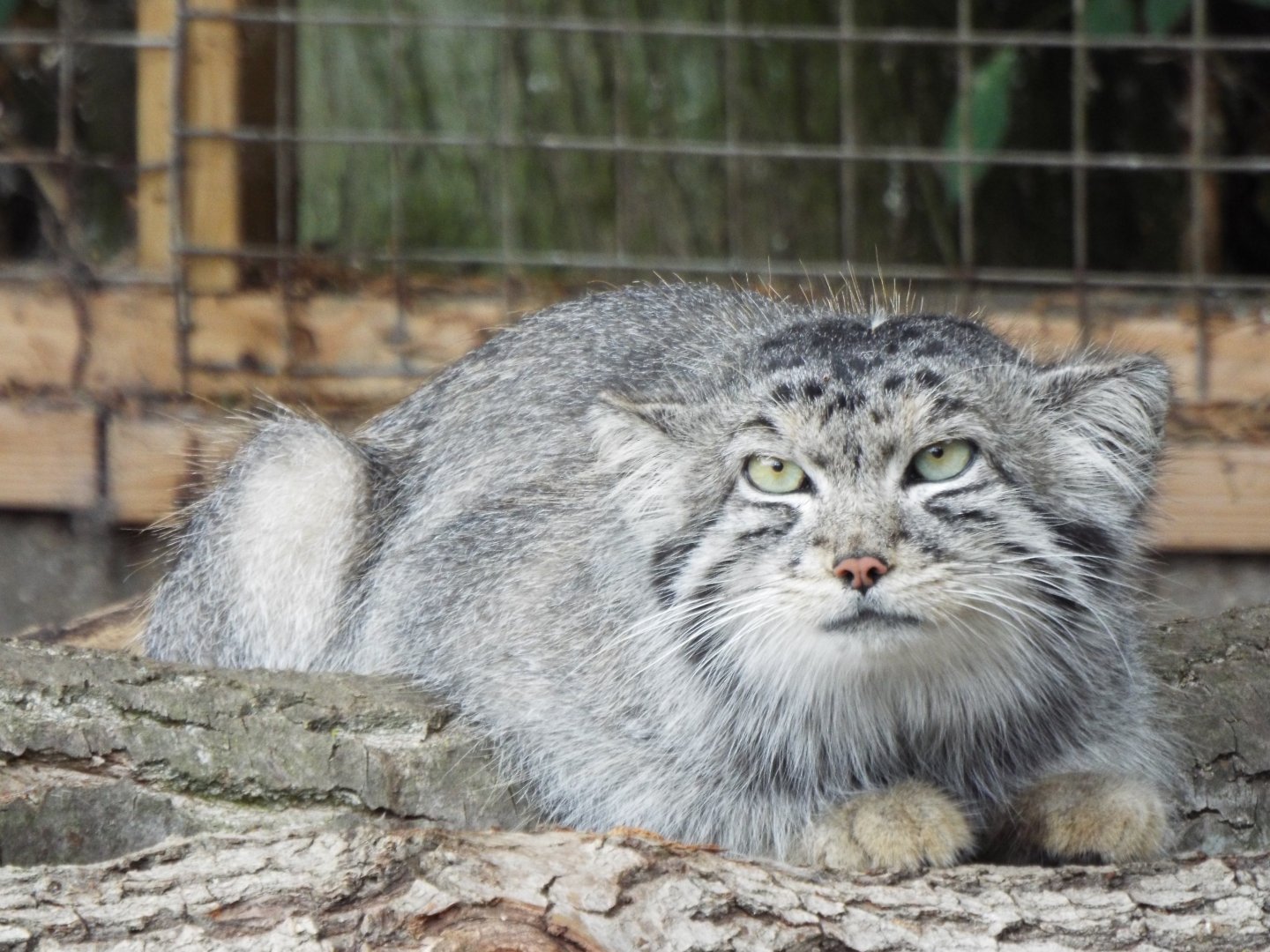 Pallas's Cat, Banham Zoo