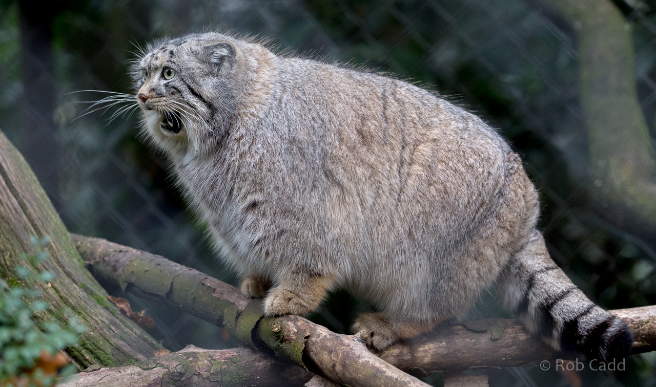 Pallas's cat : Cotswold WP : 03 Dec 2016