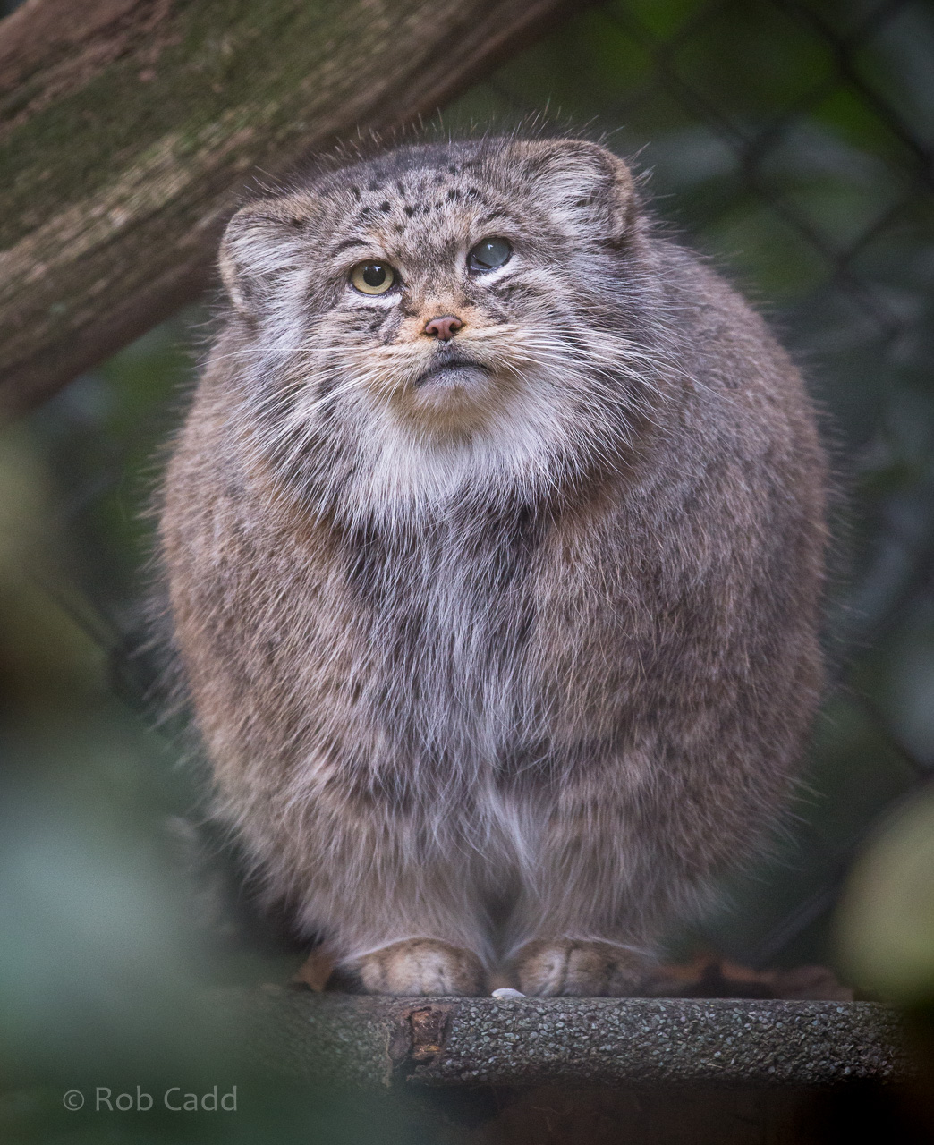 Pallas's cat : Cotswold WP : 03 Dec 2016