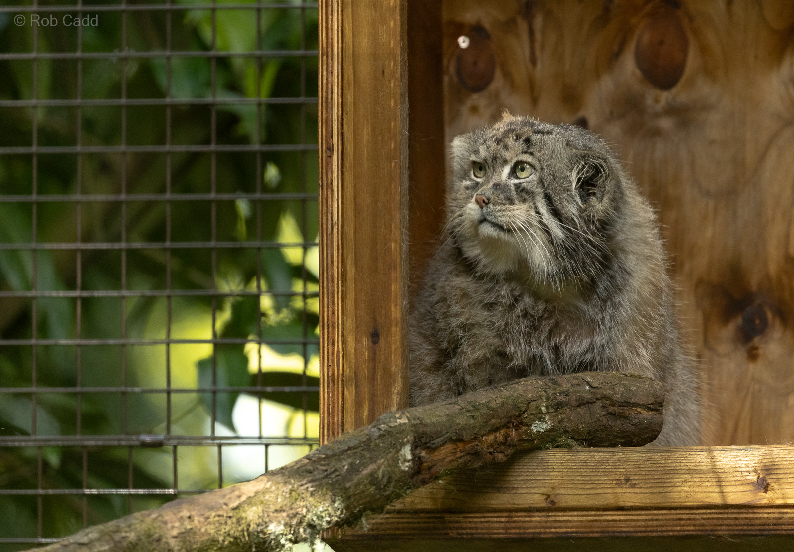 Pallas's cat : Cotswold WP : 09 May 2024