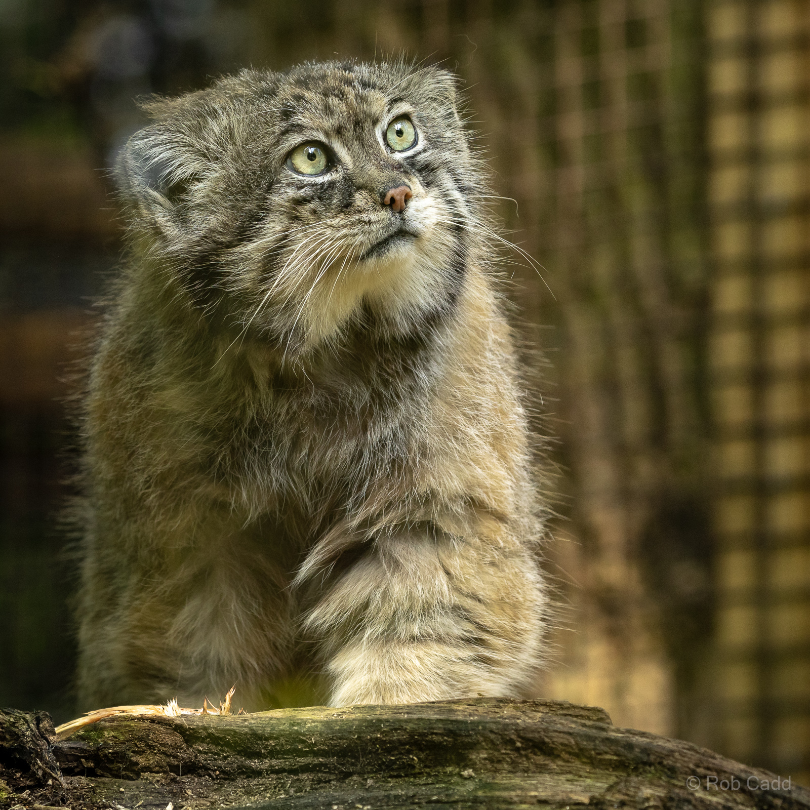 Pallas's cat : Cotswold WP : 09 May 2024