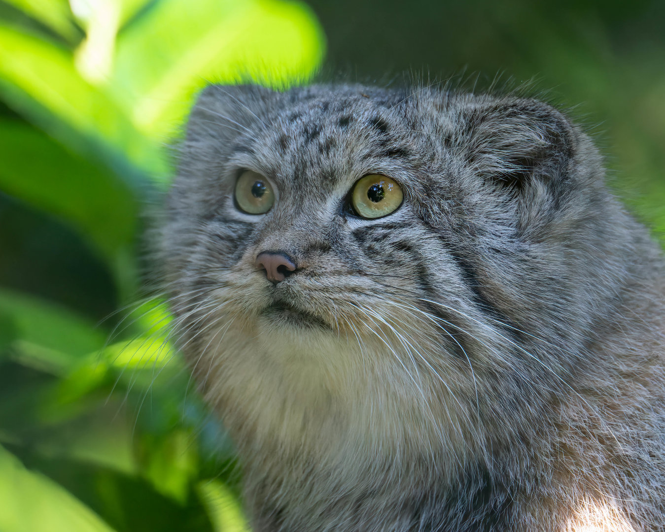 Pallas's cat, CWP, UK