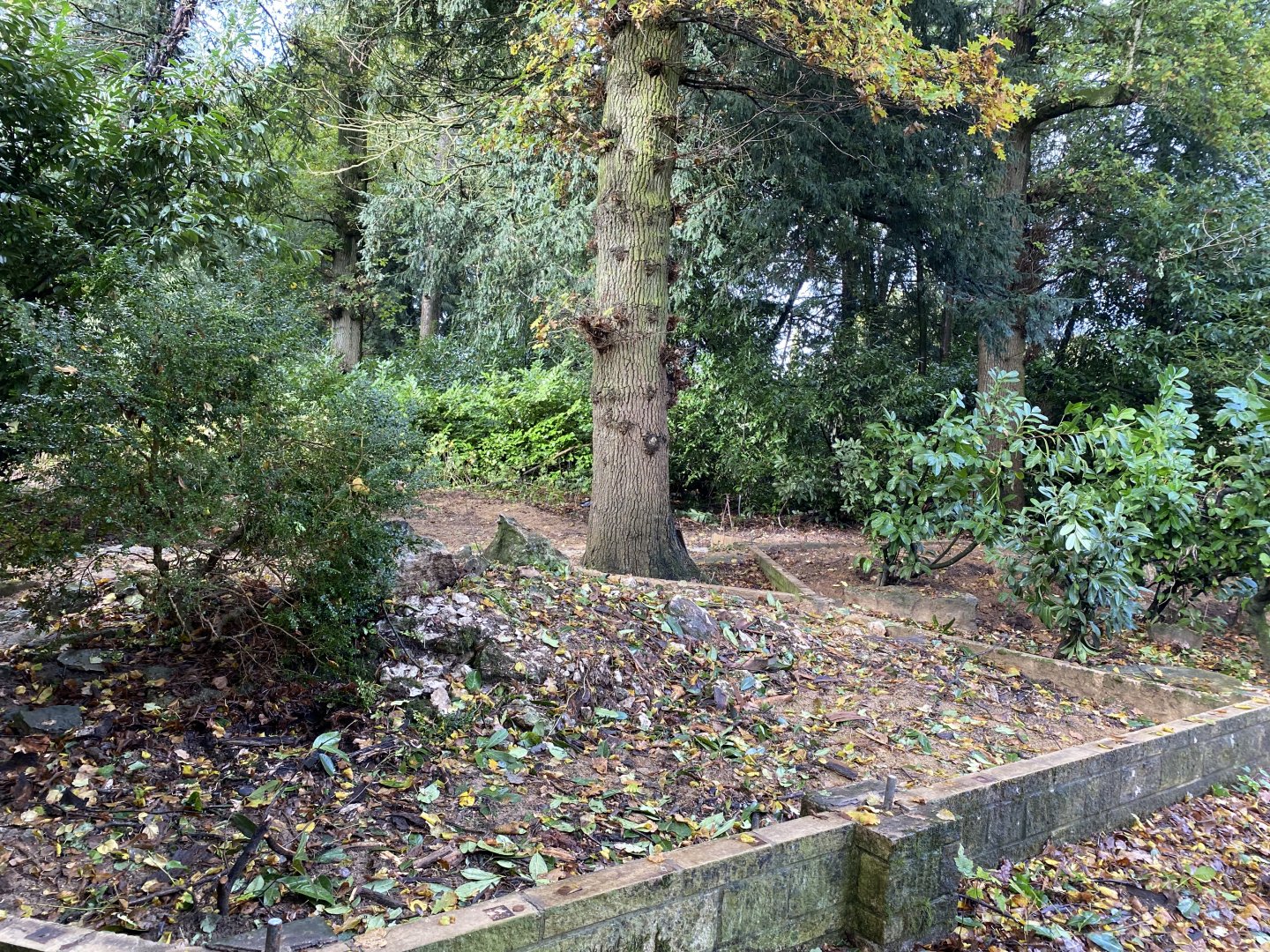 Pallas’s cat enclosure and rear old sheds demolished