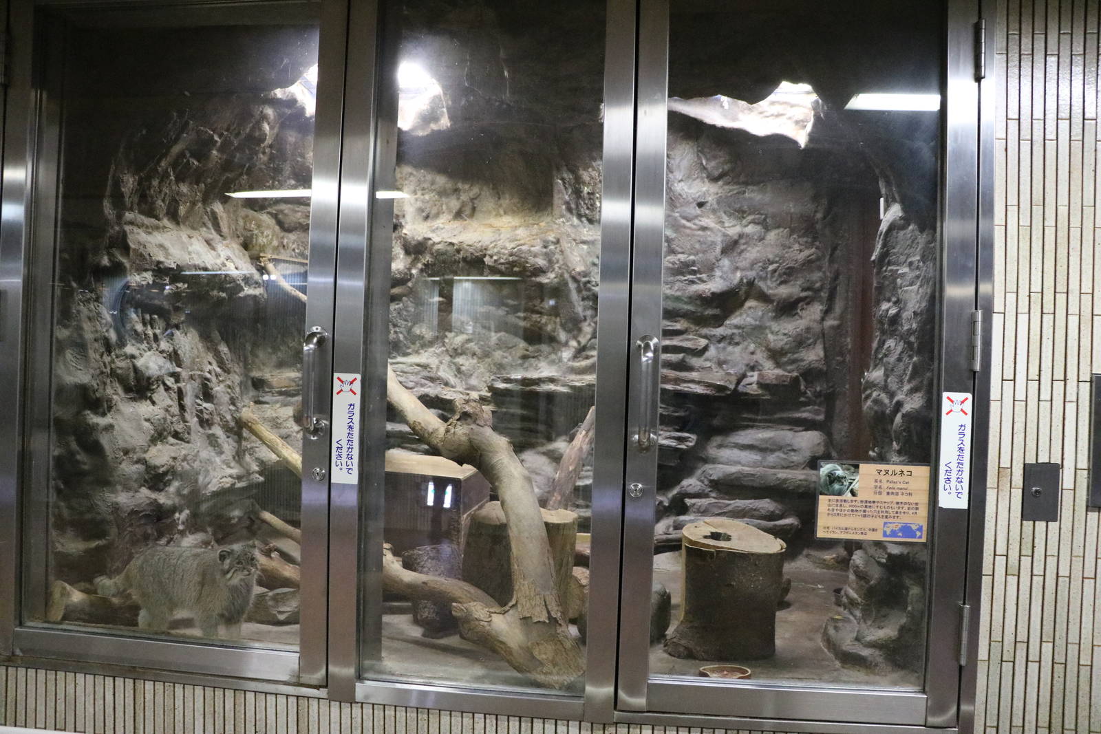 Pallas's cat enclosure, February 2016