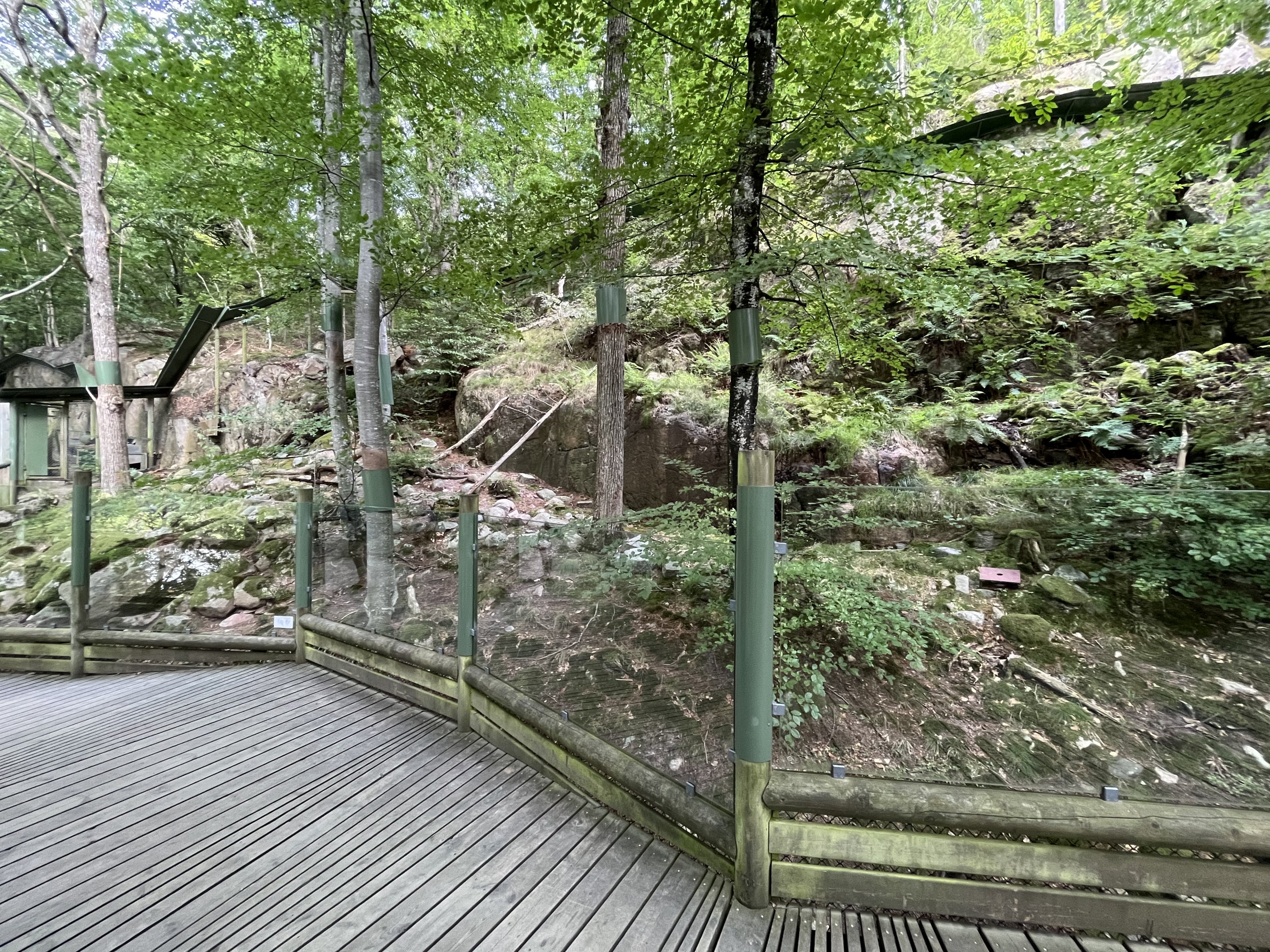 Pallas’s Cat Exhibit #1