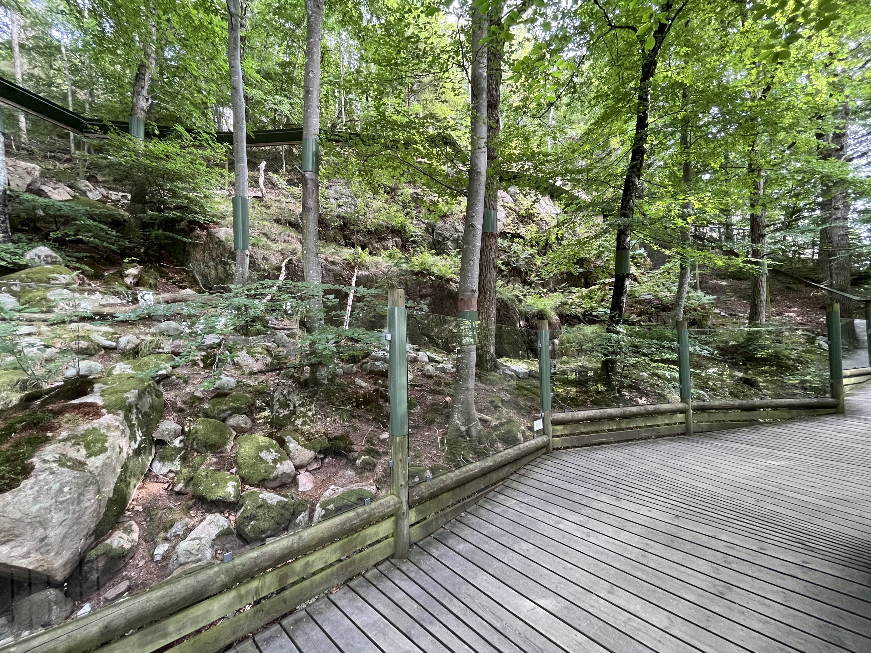 Pallas’s Cat Exhibit #1