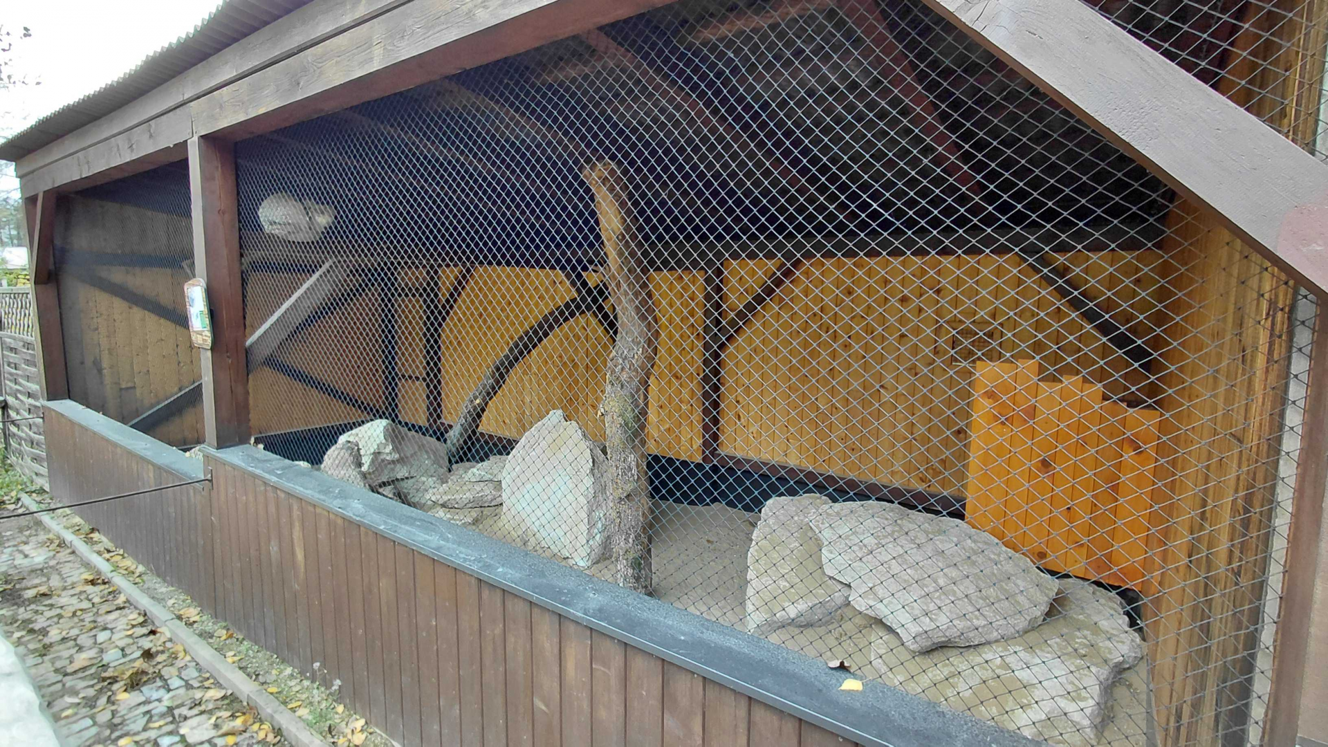 Pallas's cat exhibit #1