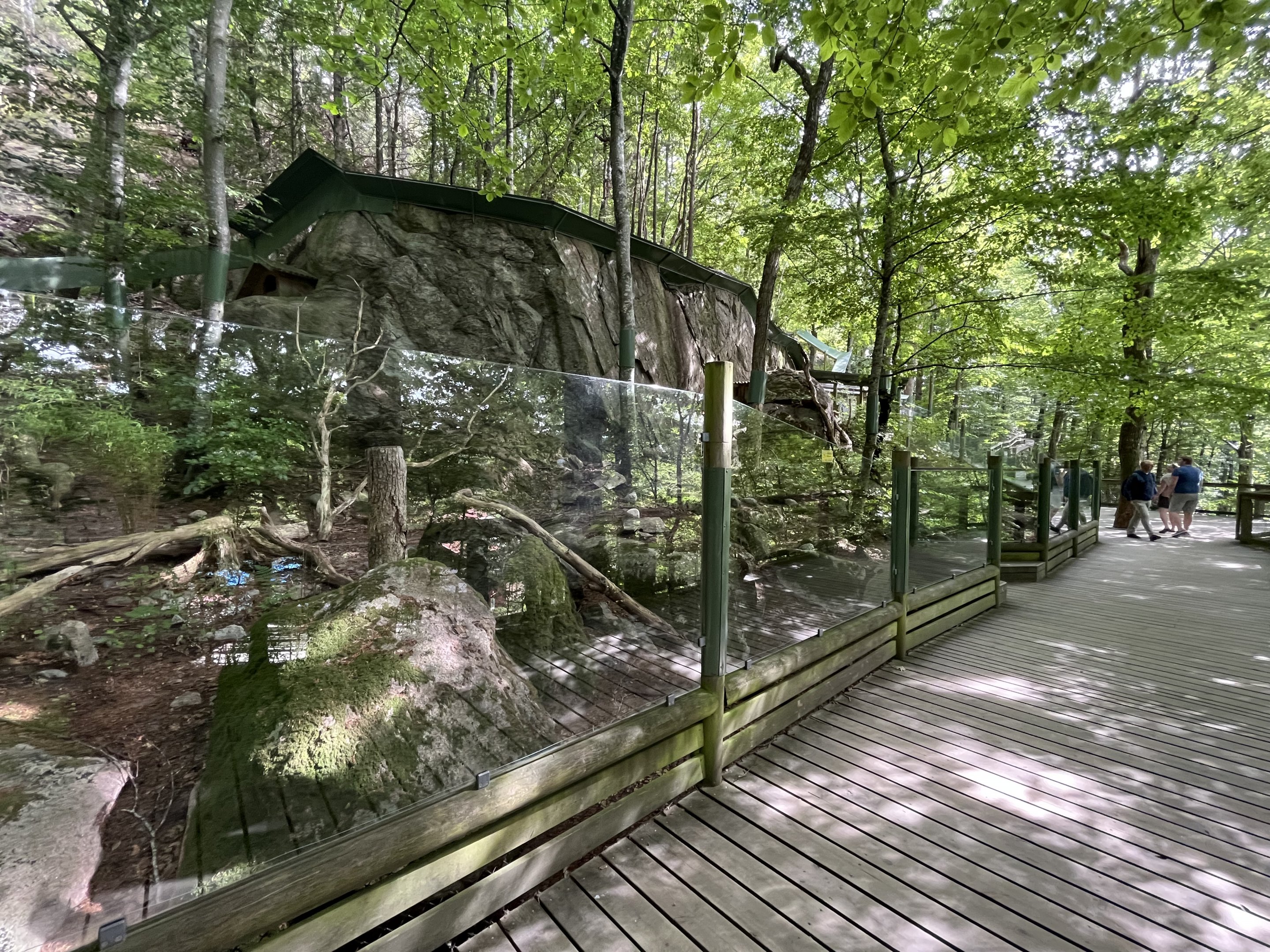 Pallas’s Cat Exhibit #2