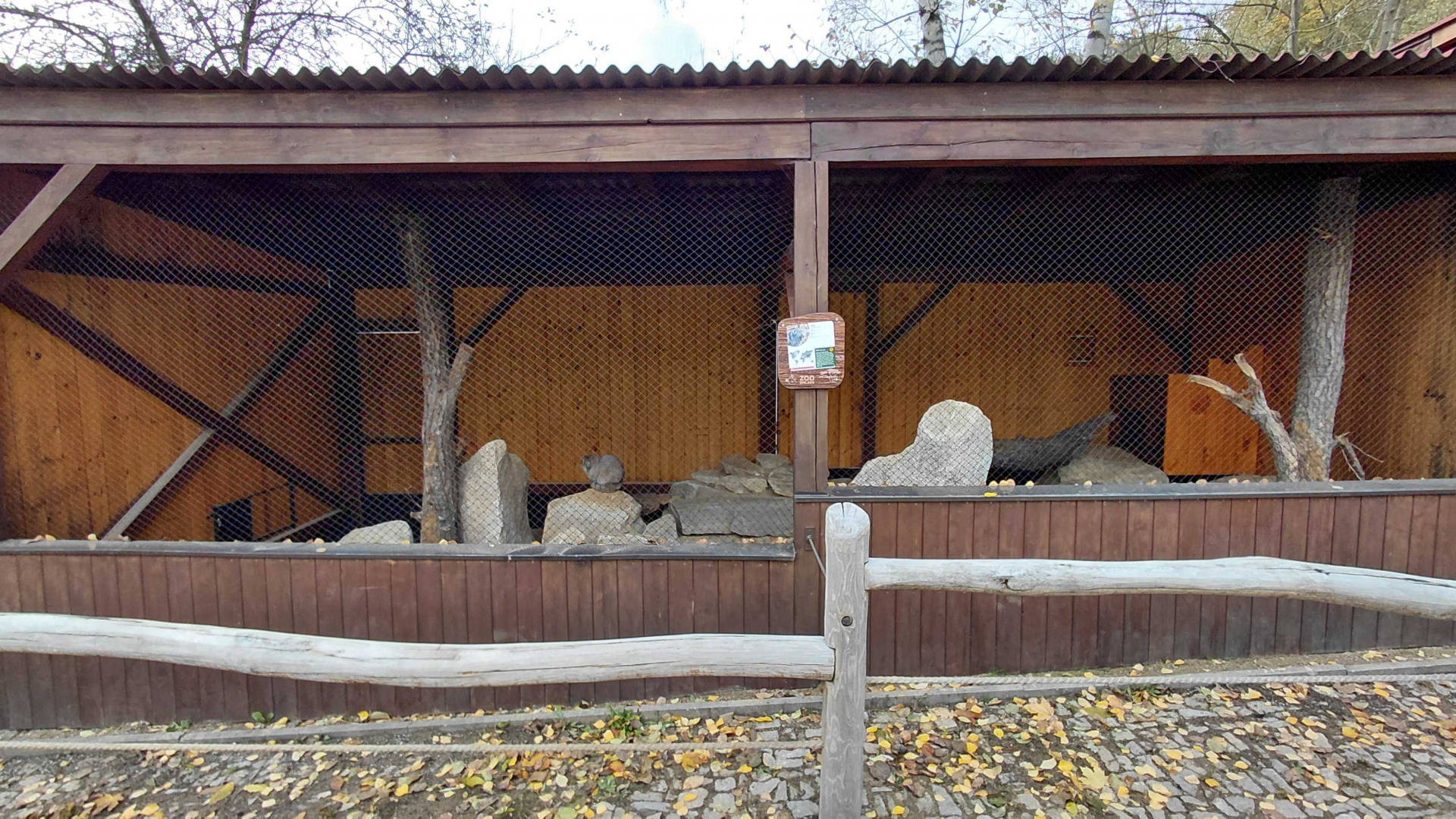 Pallas's cat exhibit #2