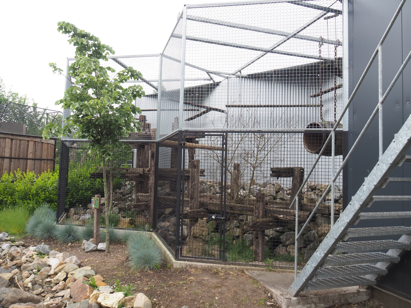 Pallas's cat exhibit, 2022-05-17