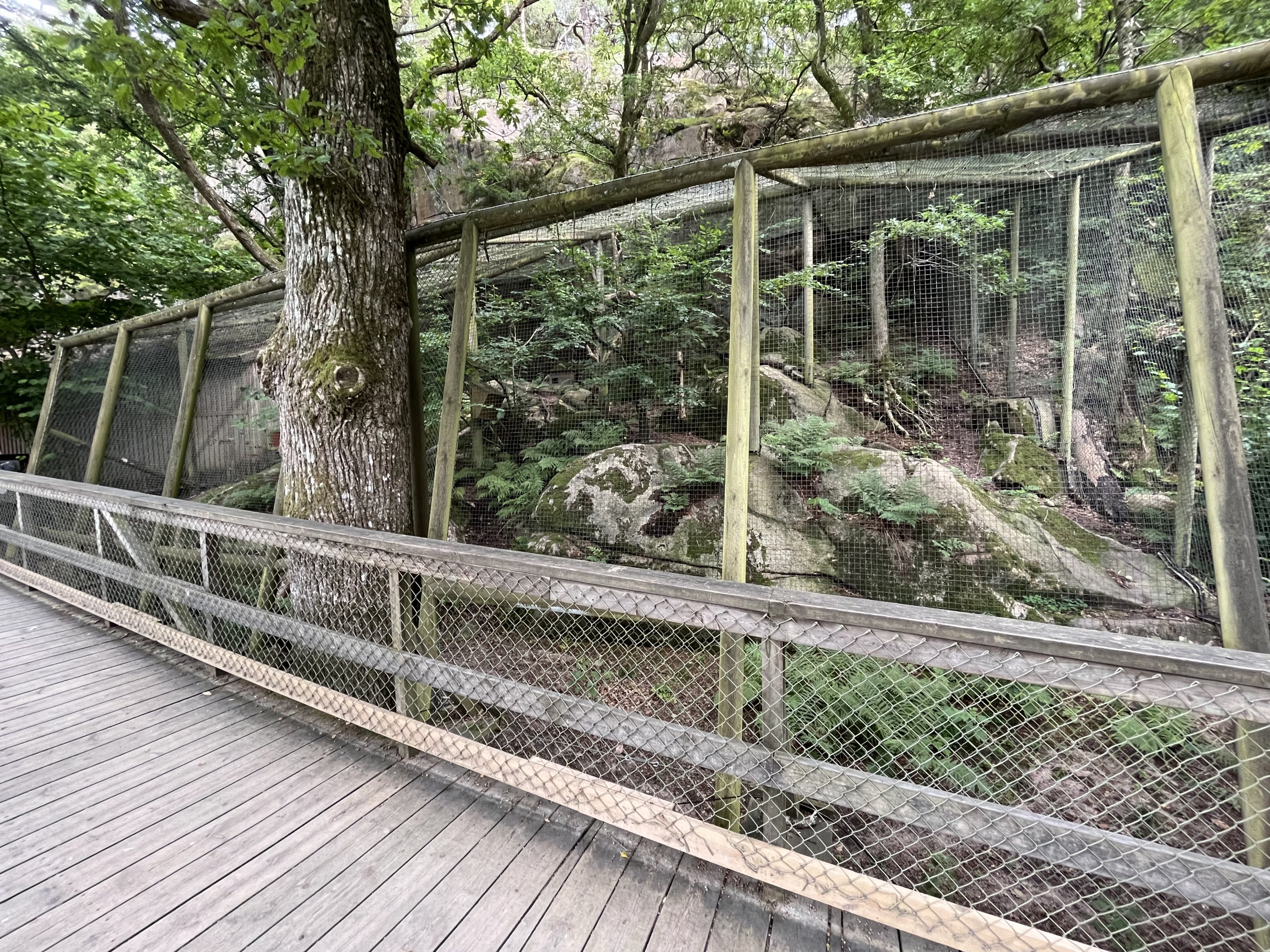 Pallas’s Cat Exhibit #3