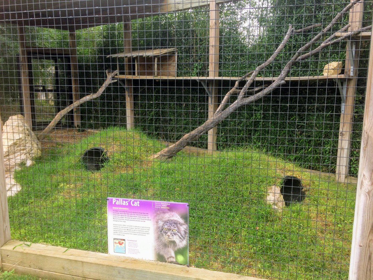 Pallas's Cat exhibit