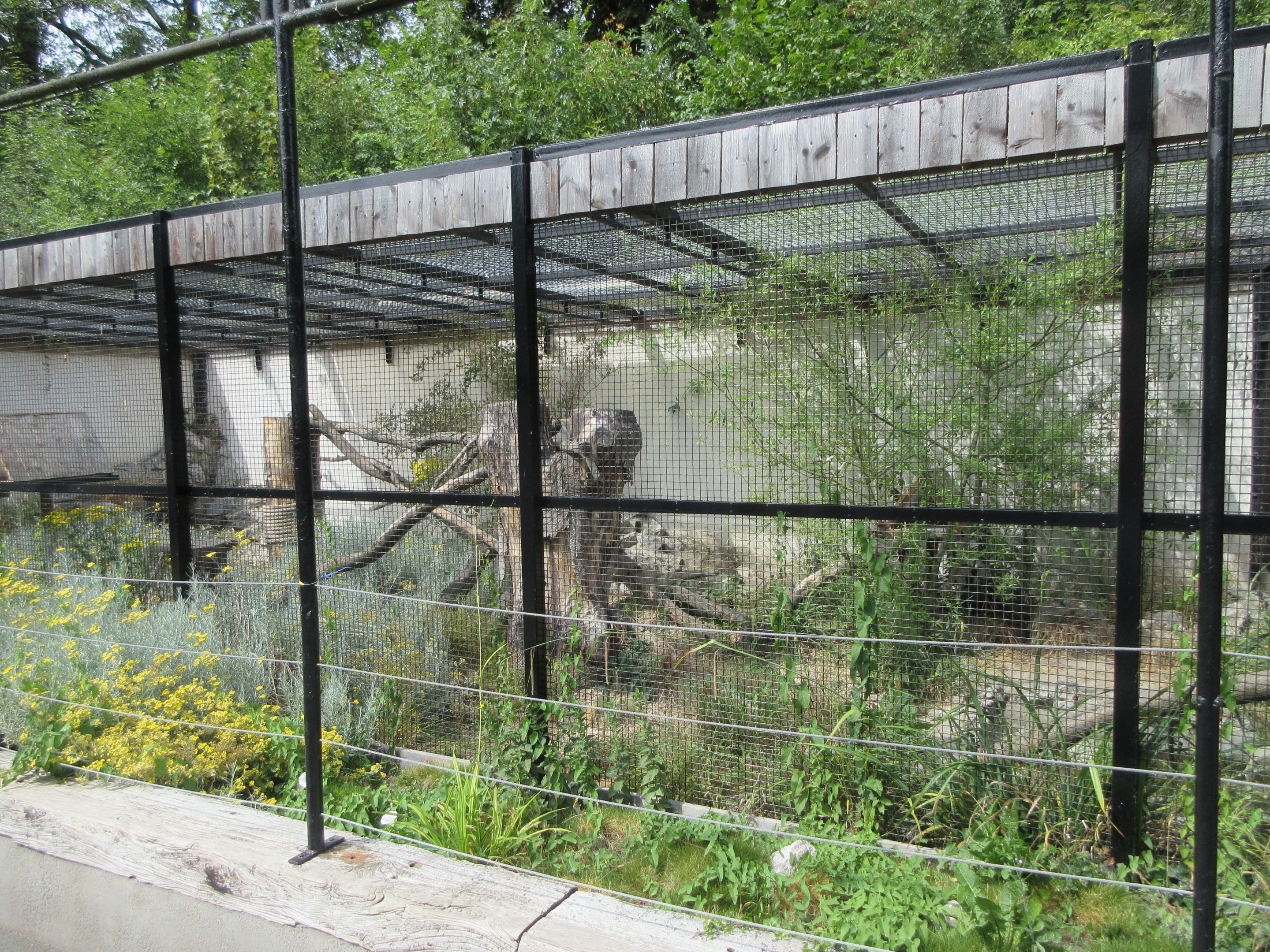 Pallas's Cat Exhibit