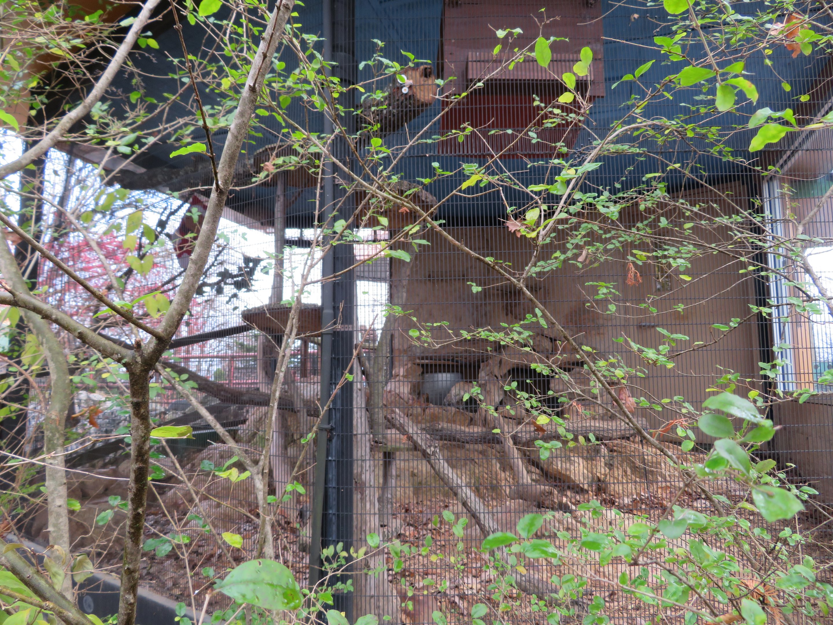 Pallas's Cat Exhibit