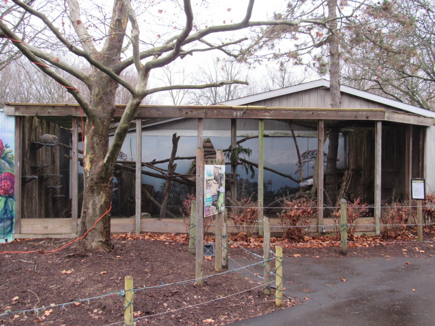 Pallas's Cat Exhibit