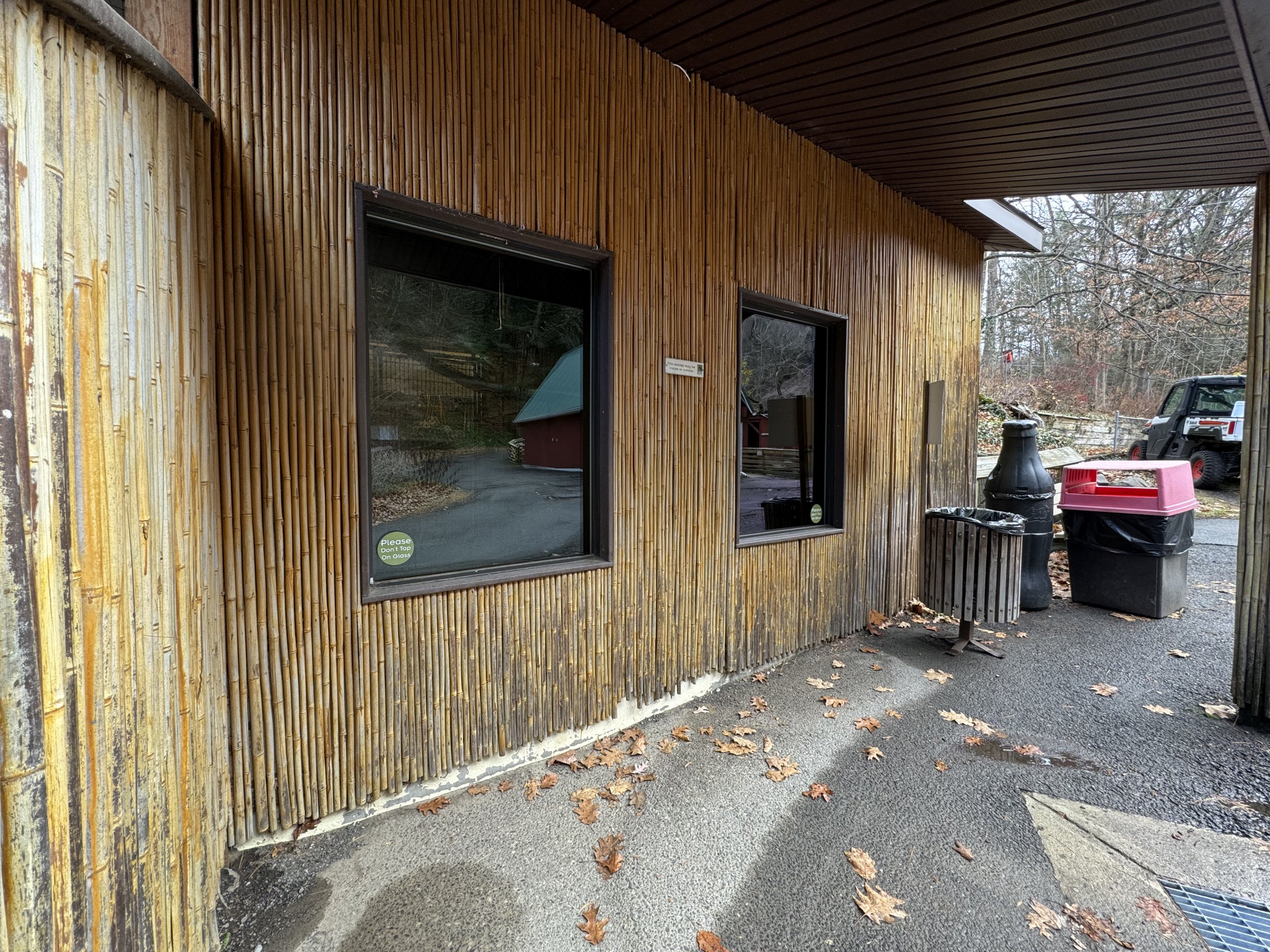 Pallas’s cat exhibit