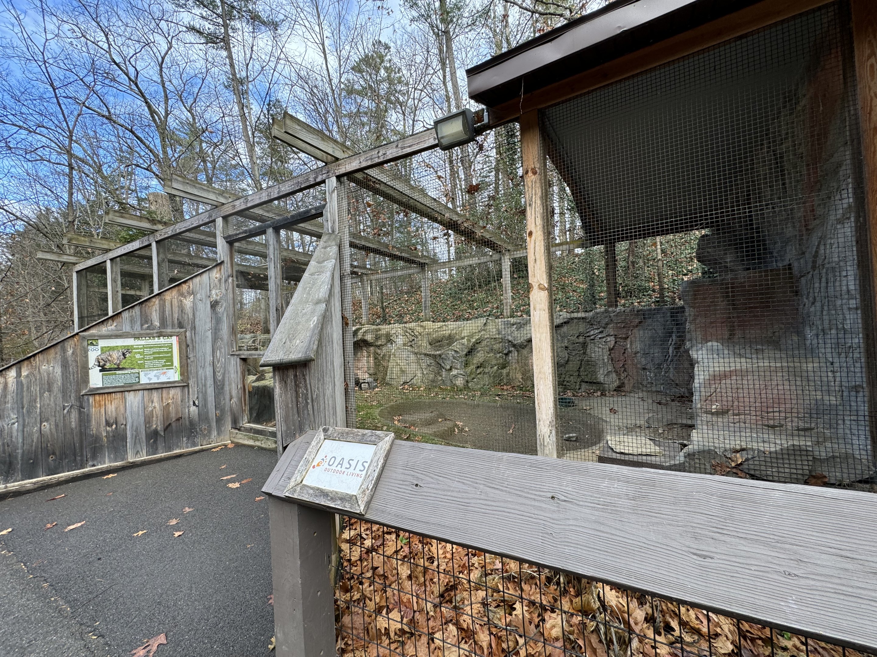 Pallas’s cat exhibit