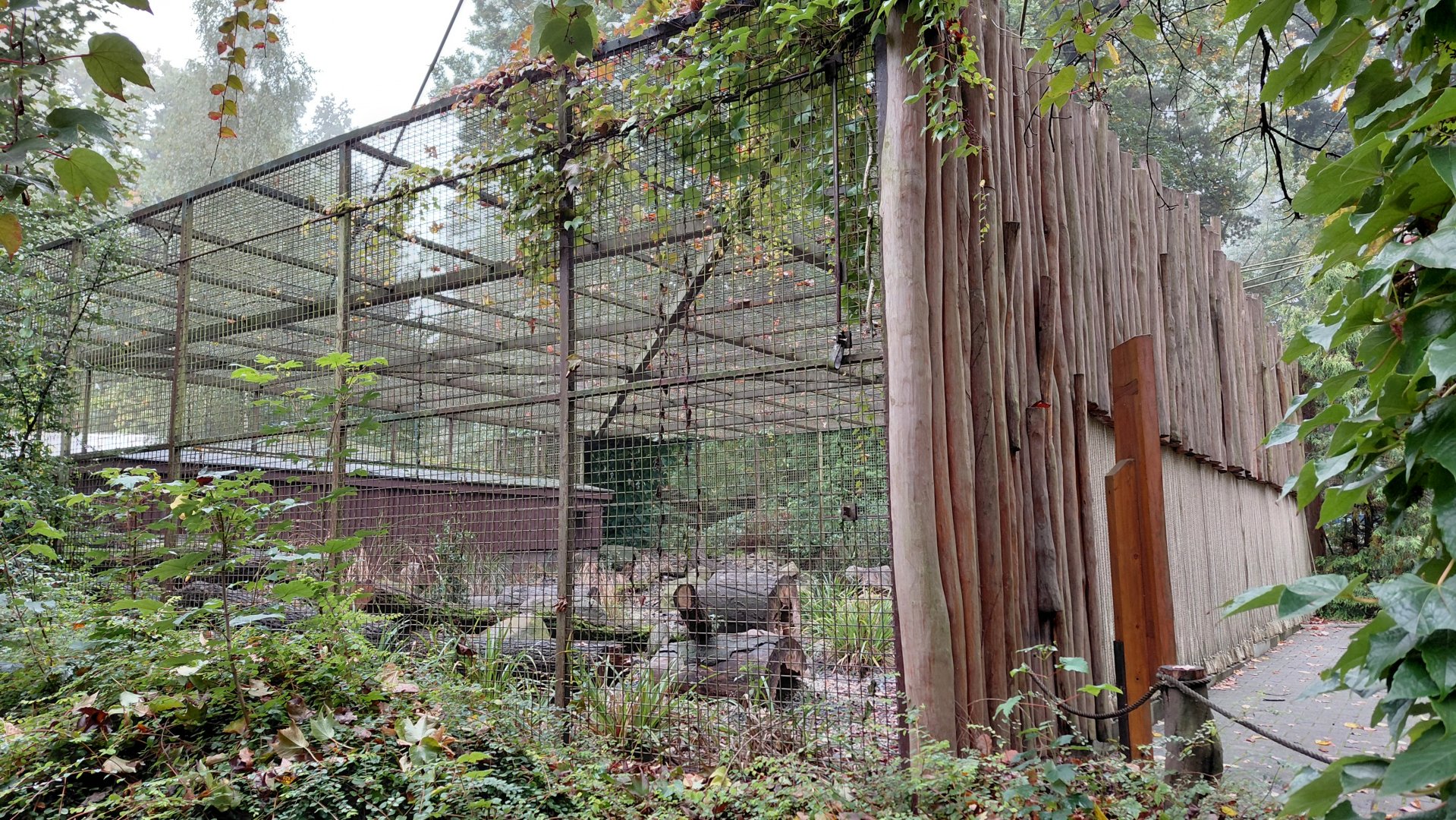 Pallas's cat exhibit