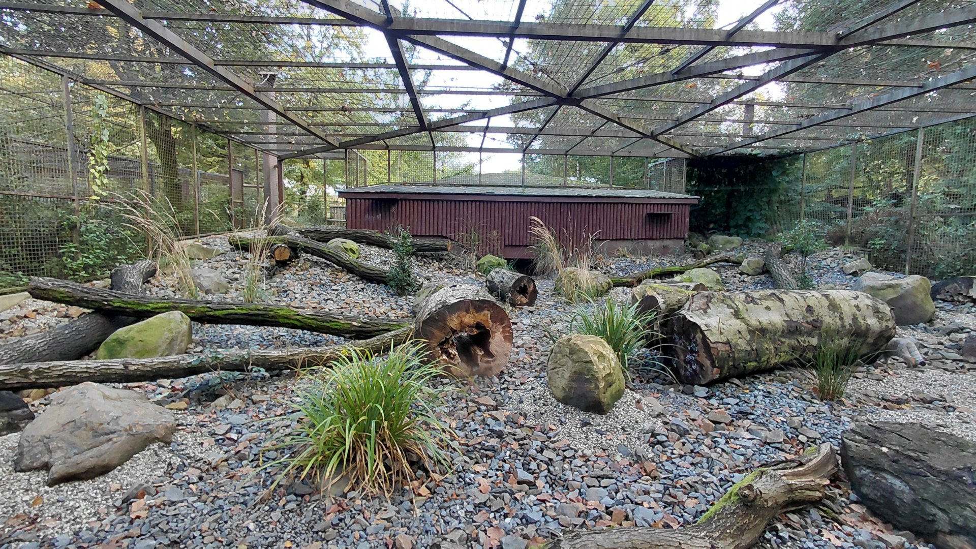 Pallas's cat exhibit