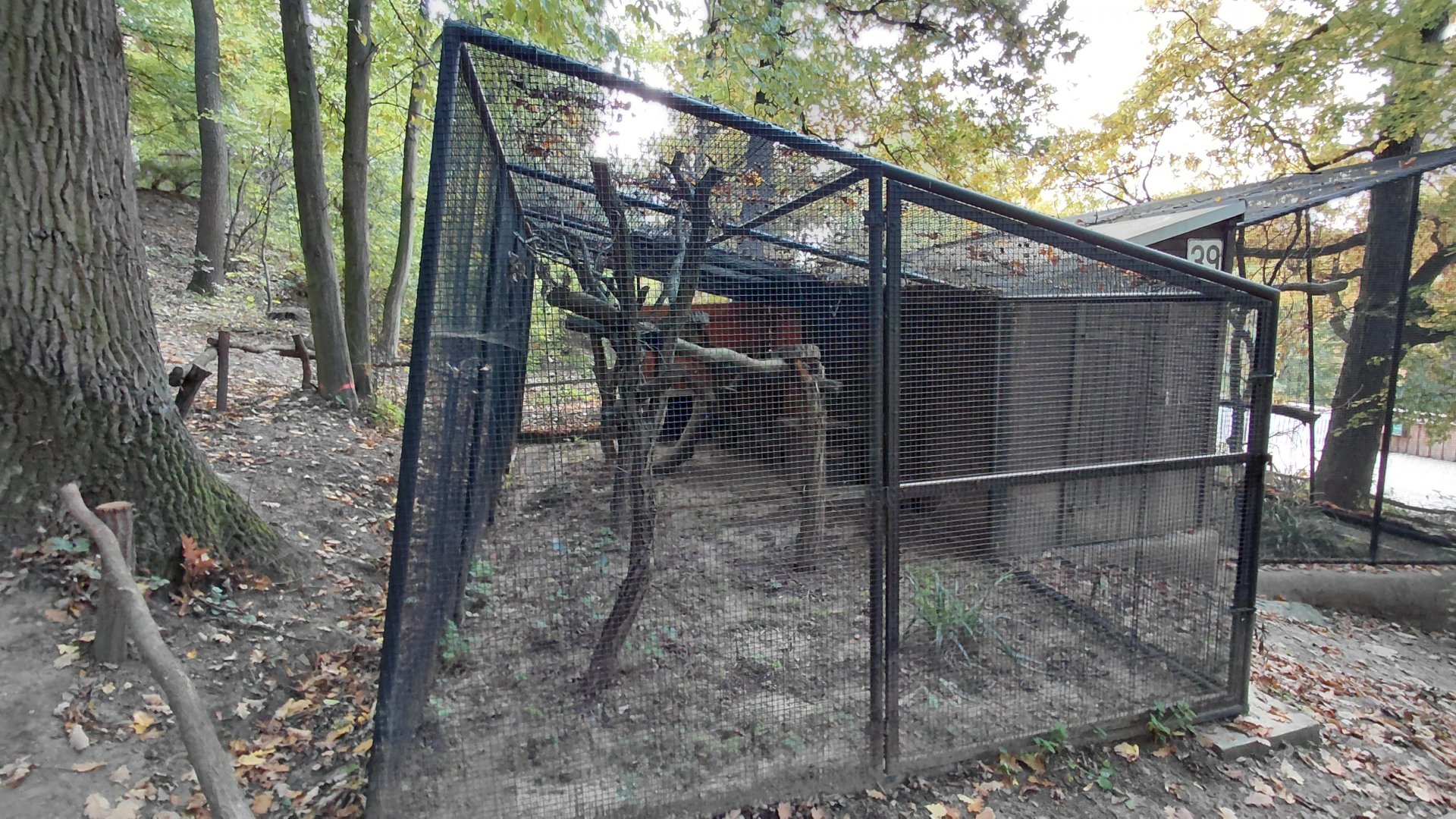 Pallas's cat exhibit