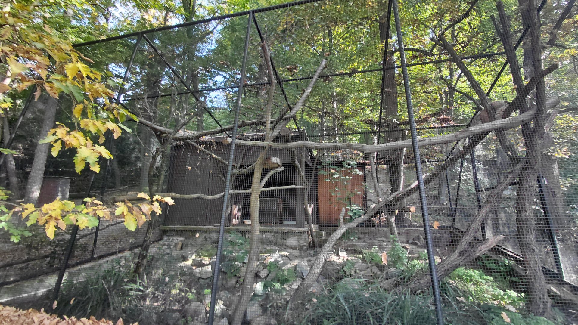 Pallas's cat exhibit