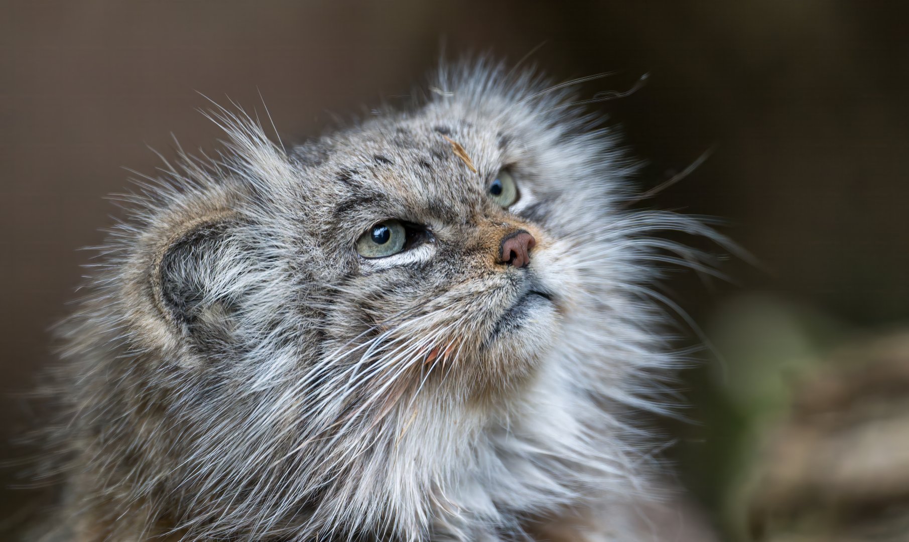 Pallas's Cat (f), CWP, UK