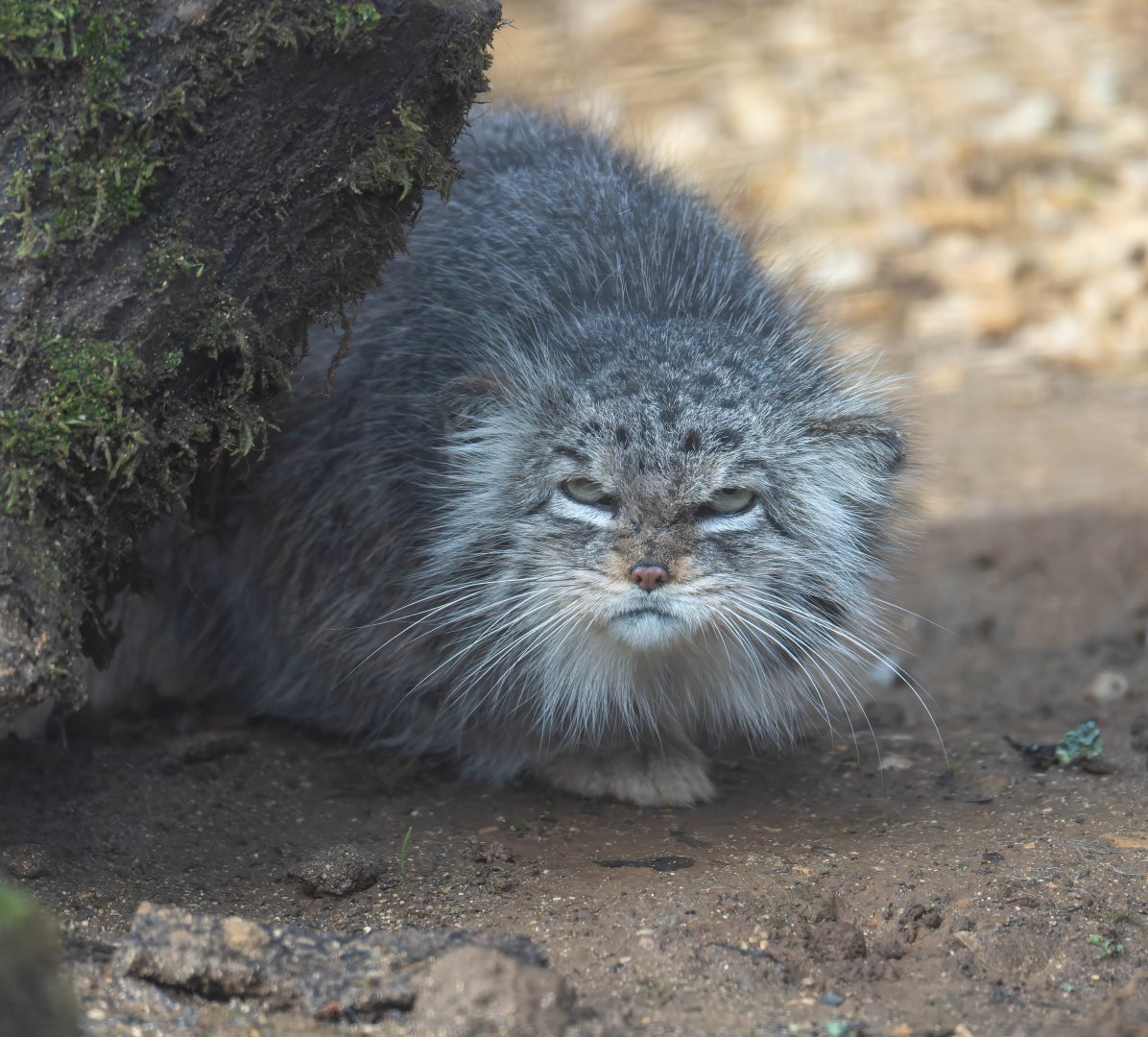 Pallas's cat (f), Penelope, CWP, UK