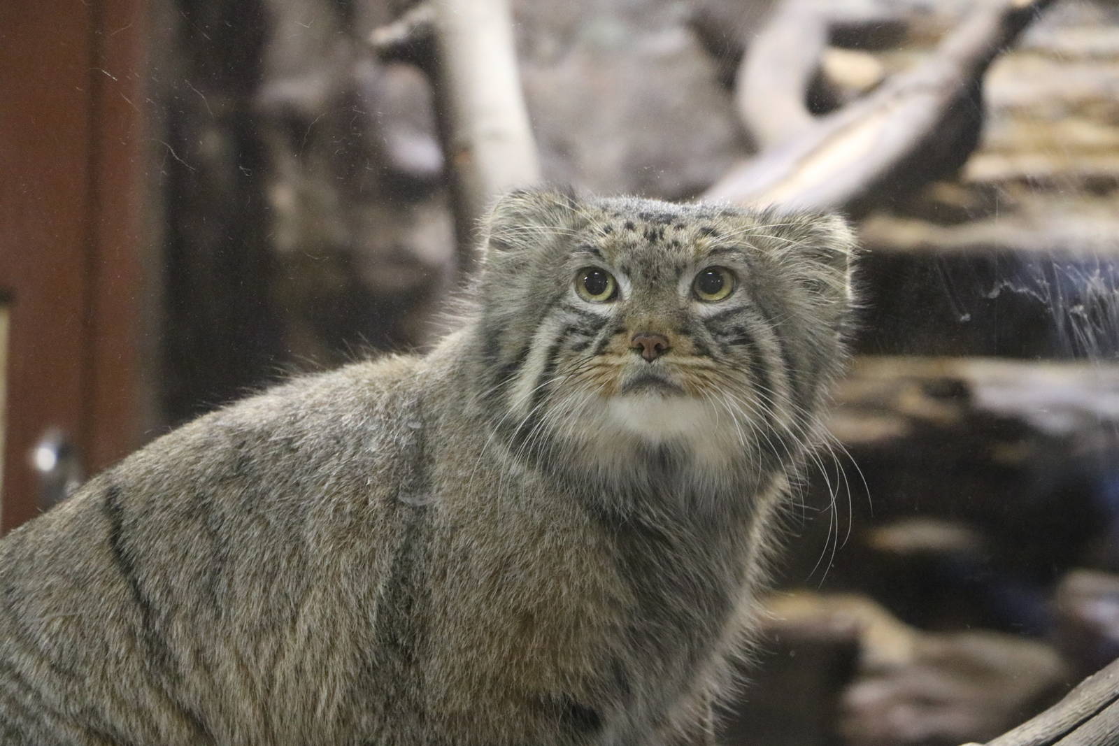 Pallas's cat, February 2016