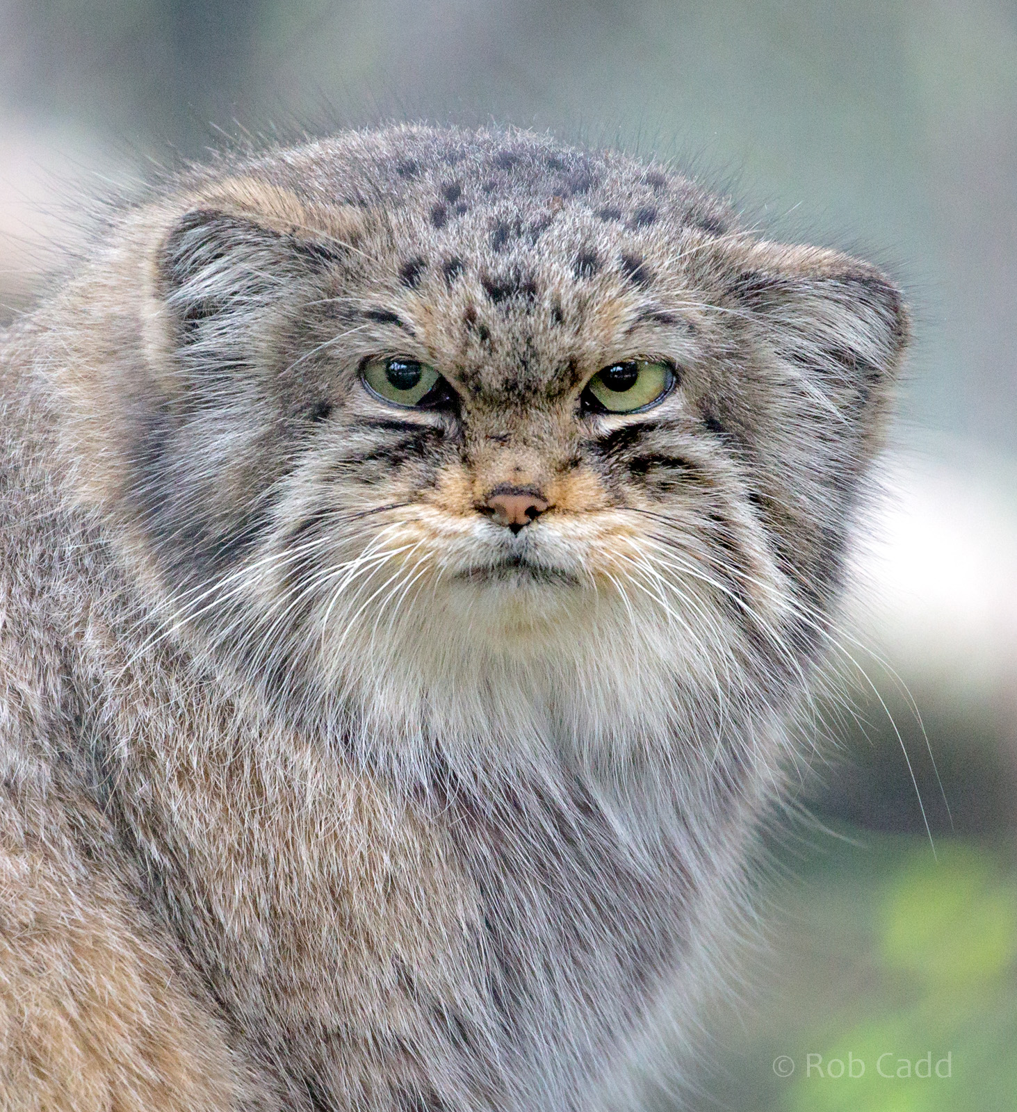 Pallas's cat : Howletts : 06 Oct 2018