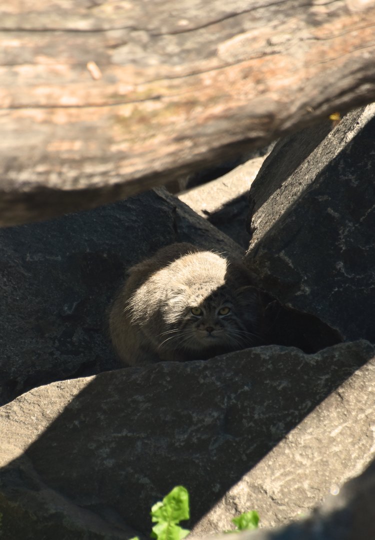 Pallas's cat in the Himalayan area, Otocolobus manul