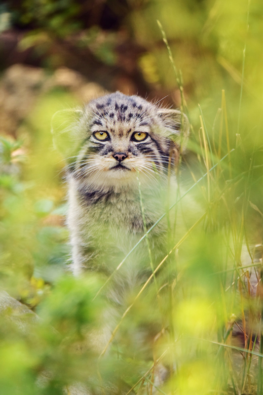 Pallas's cat kitten