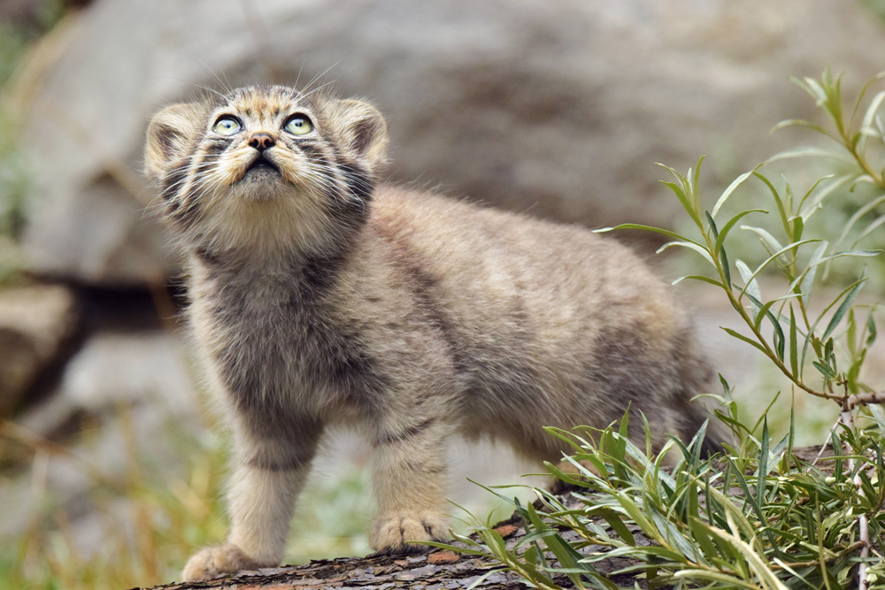 Pallas's cat kitten