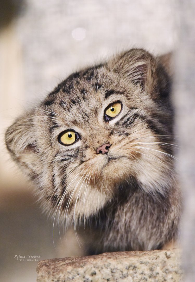 Pallas's cat kitten