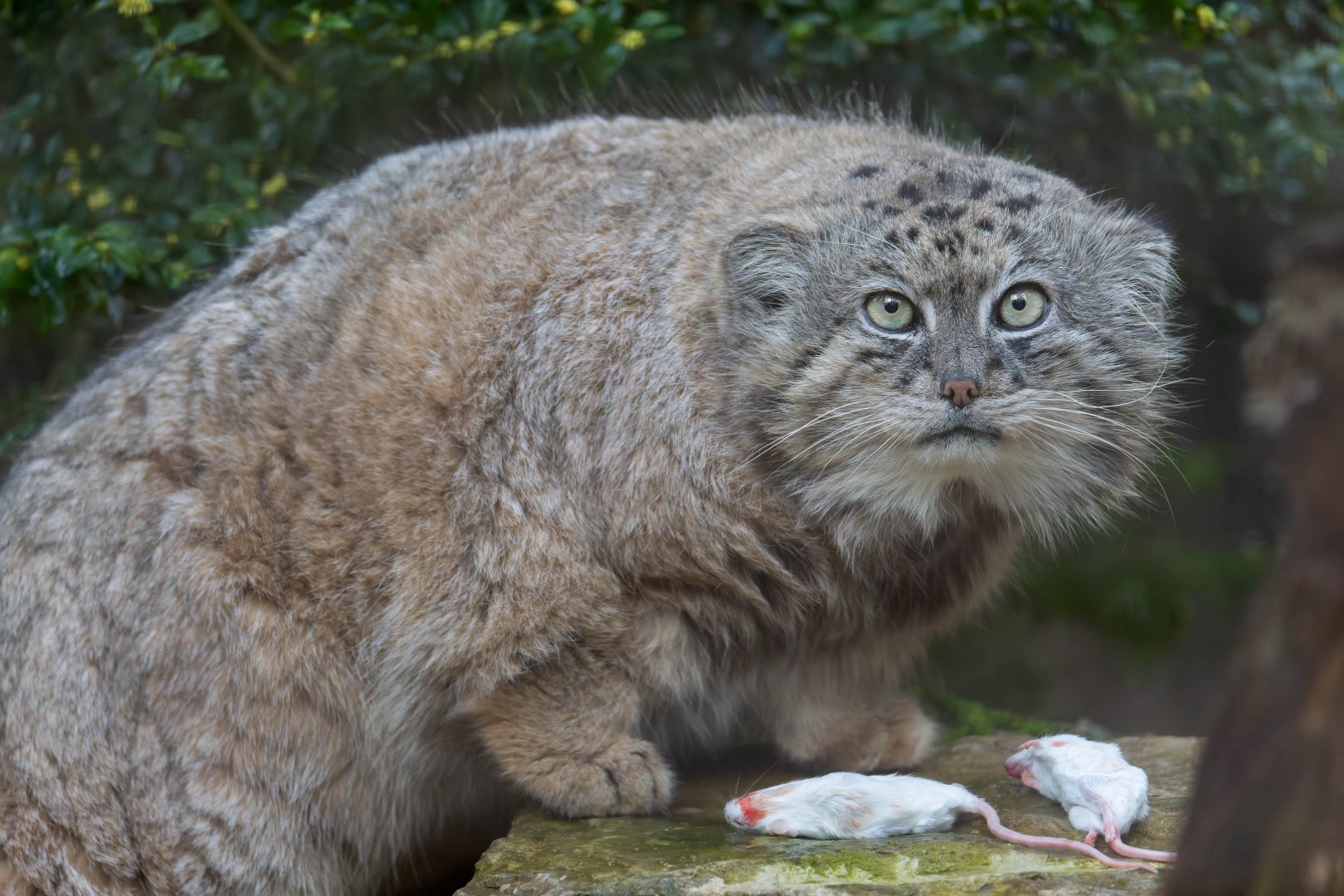 Pallas's cat (m), CWP, UK