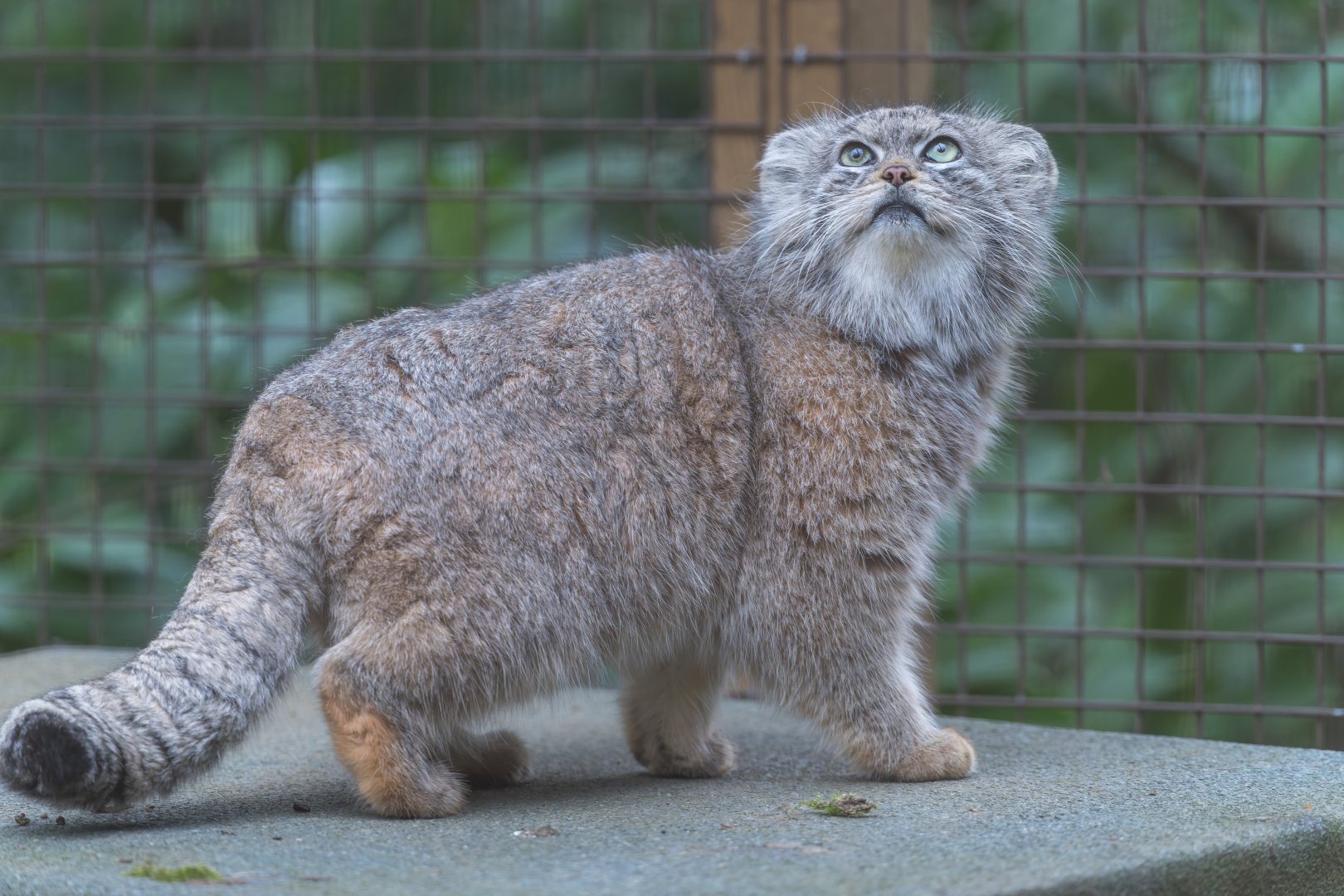 Pallas's Cat (m) CWP, UK