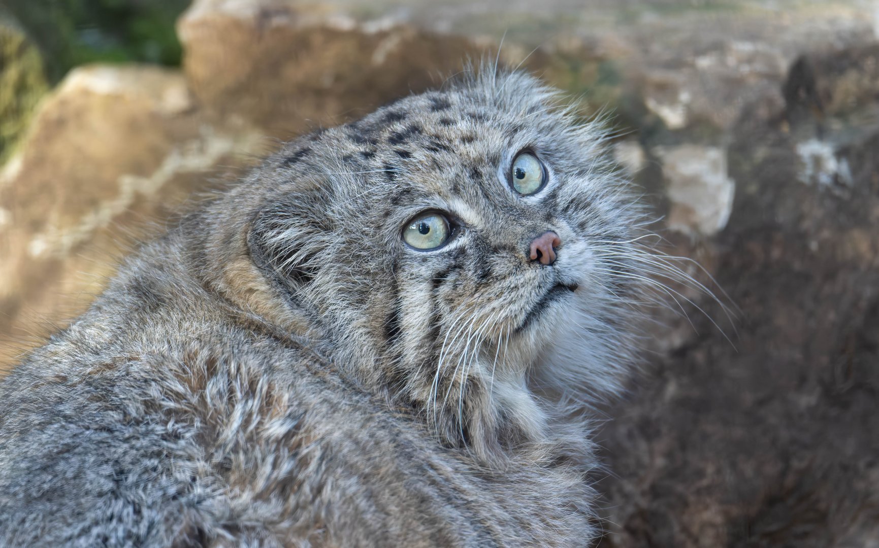 Pallas's cat (m), Tull, CWP, UK