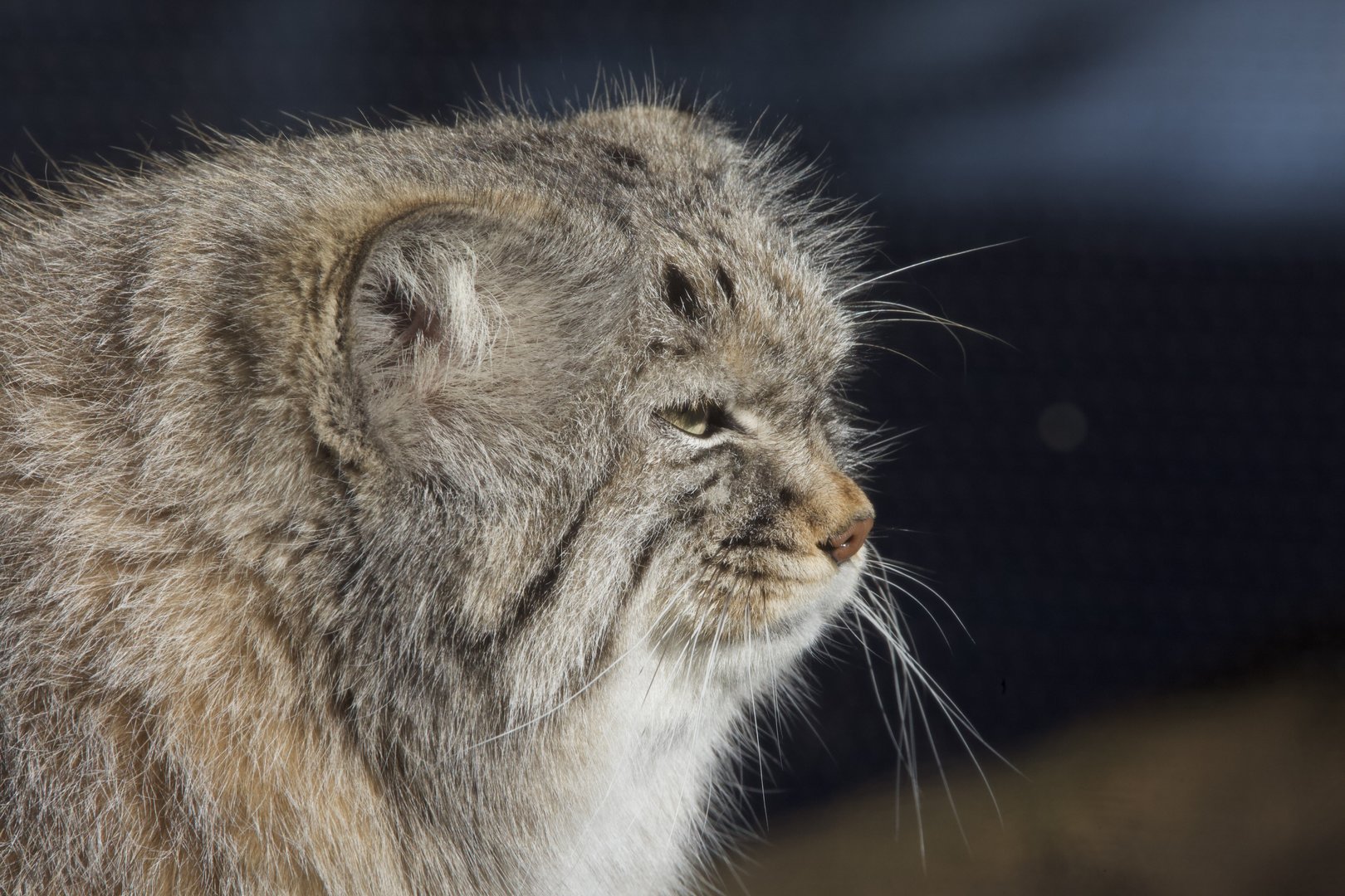 Pallas's Cat/ Otocolobus manul Pazi