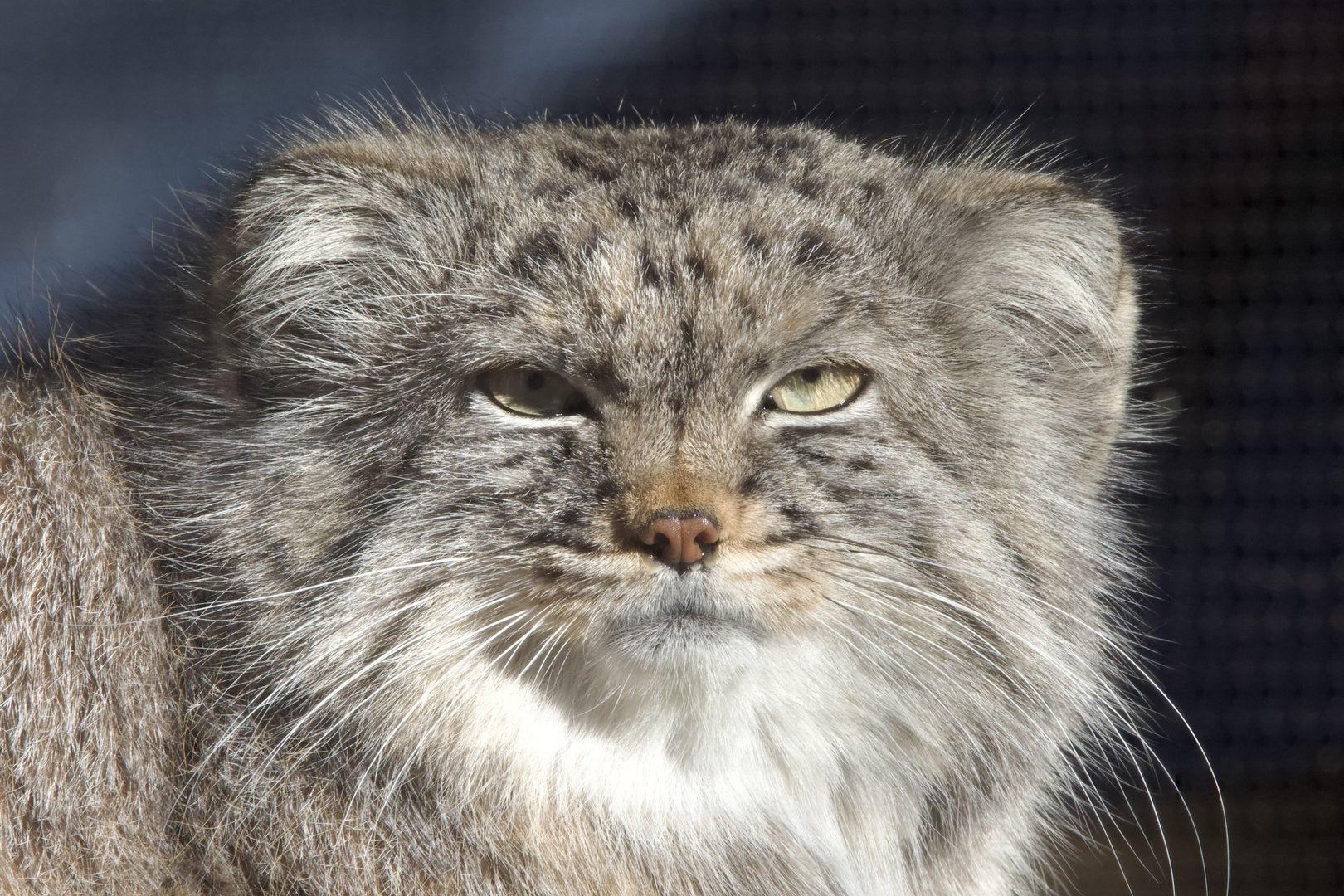 Pallas's Cat/ Otocolobus manul Pazi