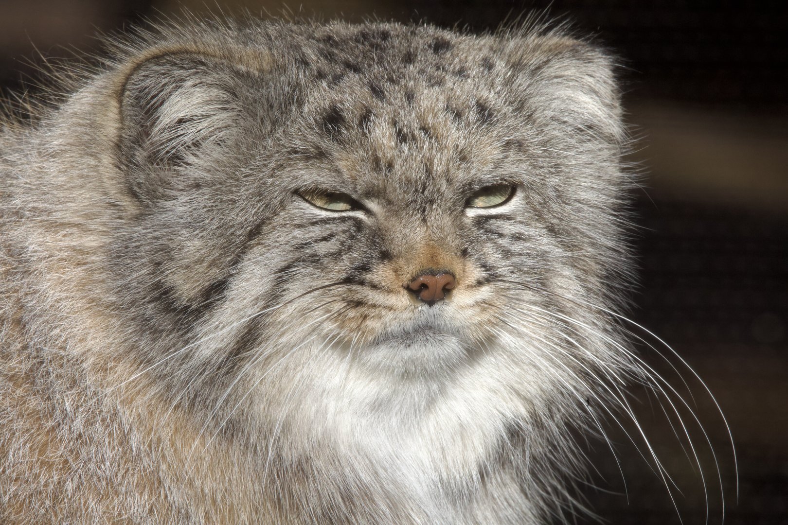Pallas's Cat/ Otocolobus manul Pazi