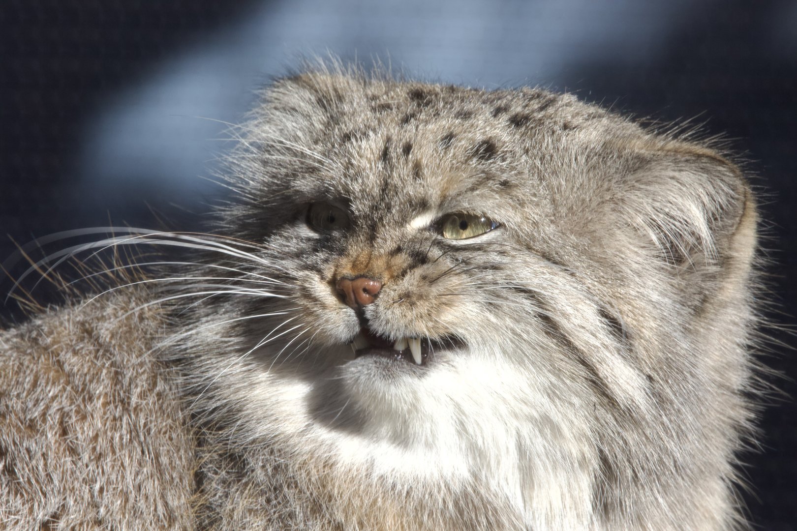 Pallas's Cat/ Otocolobus manul Pazi