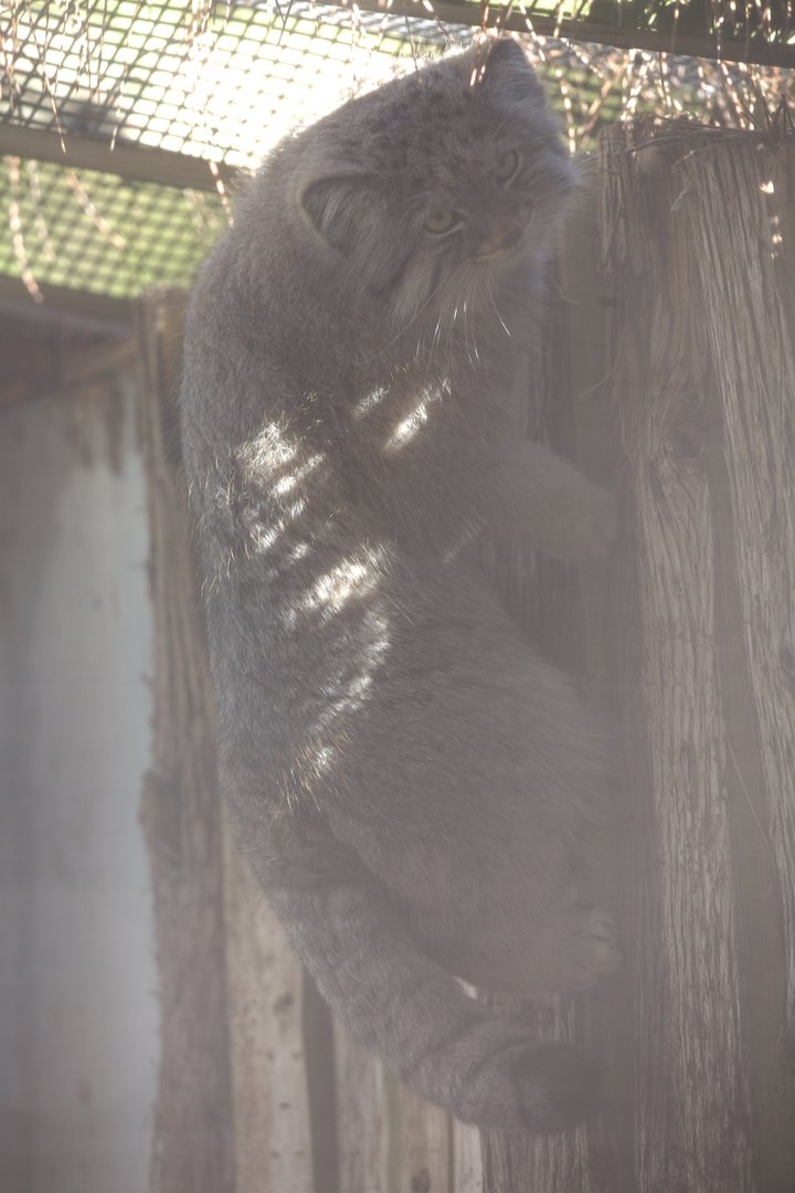 Pallas's Cat/ Otocolobus manul Pazi